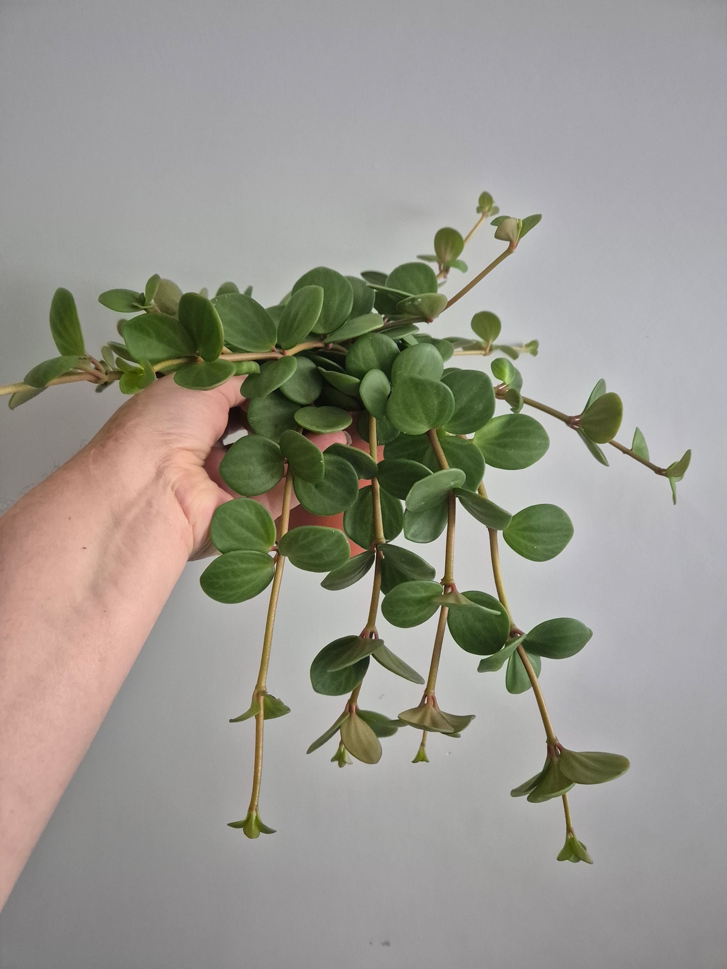 Peperomia Hope | In a 12cm Pot | Trailing Succulent House Plant | RARE