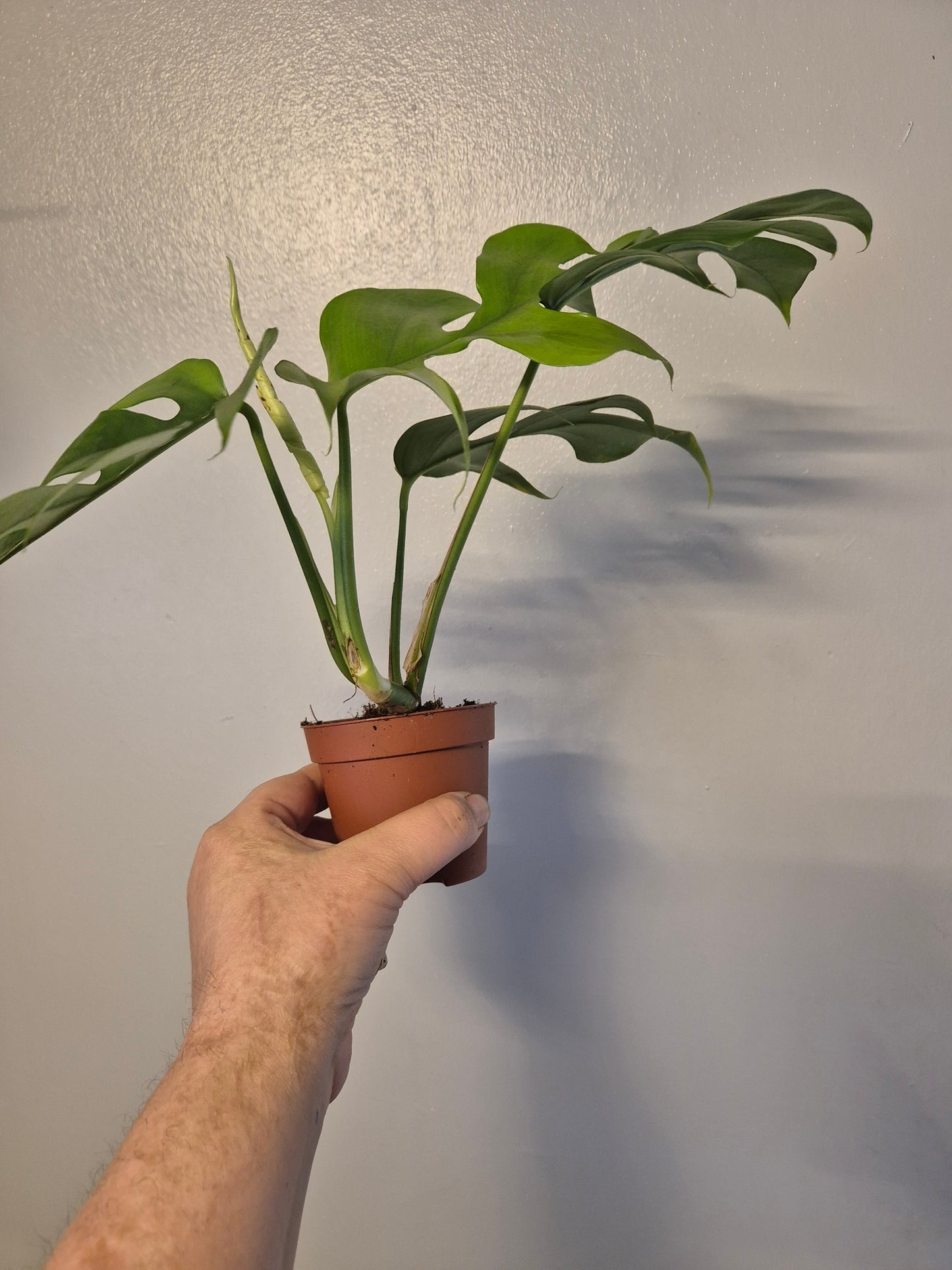 1x Monstera Minima Well Rooted Cutting Rhaphidophora Tetrasperma Rare Houseplant