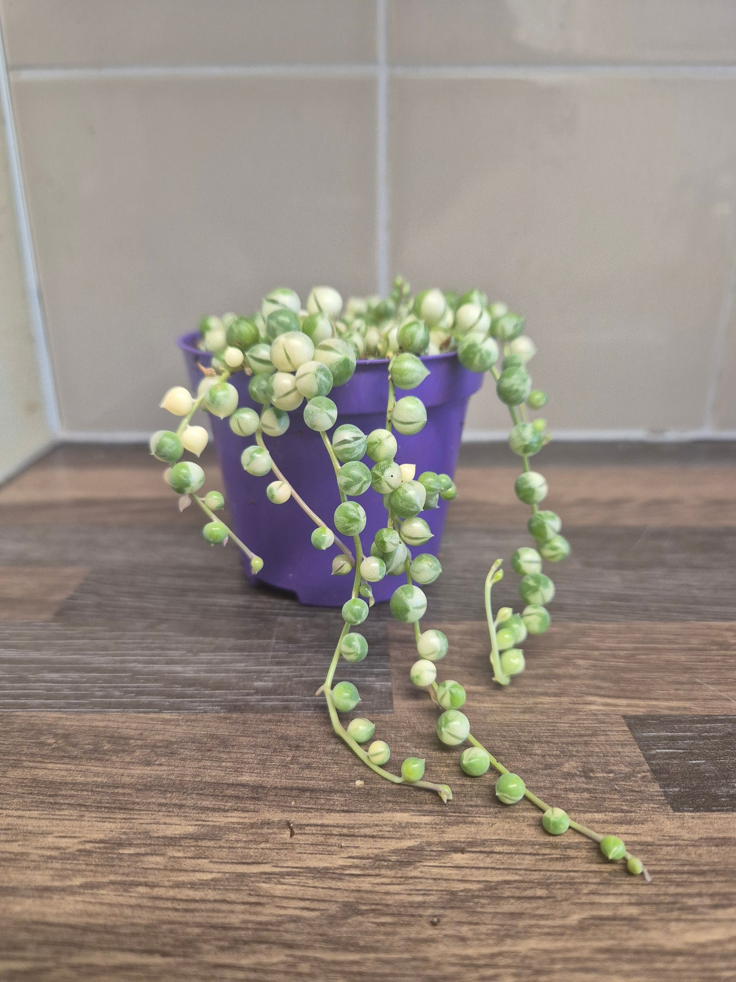 Senecio Rowleyanus Variegata Variegated String of Pearls in 8.5cm Pot