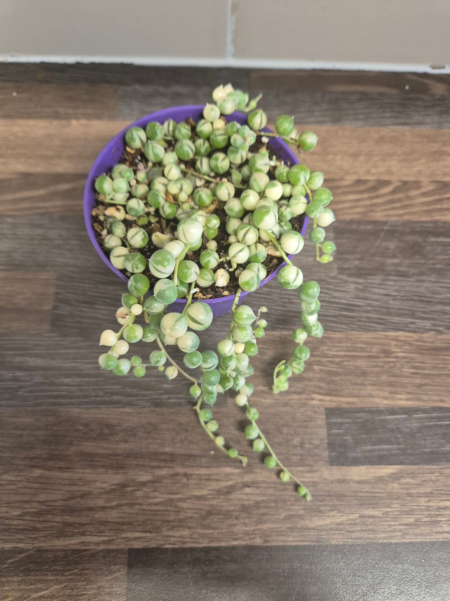 Senecio Rowleyanus Variegata Variegated String of Pearls in 8.5cm Pot