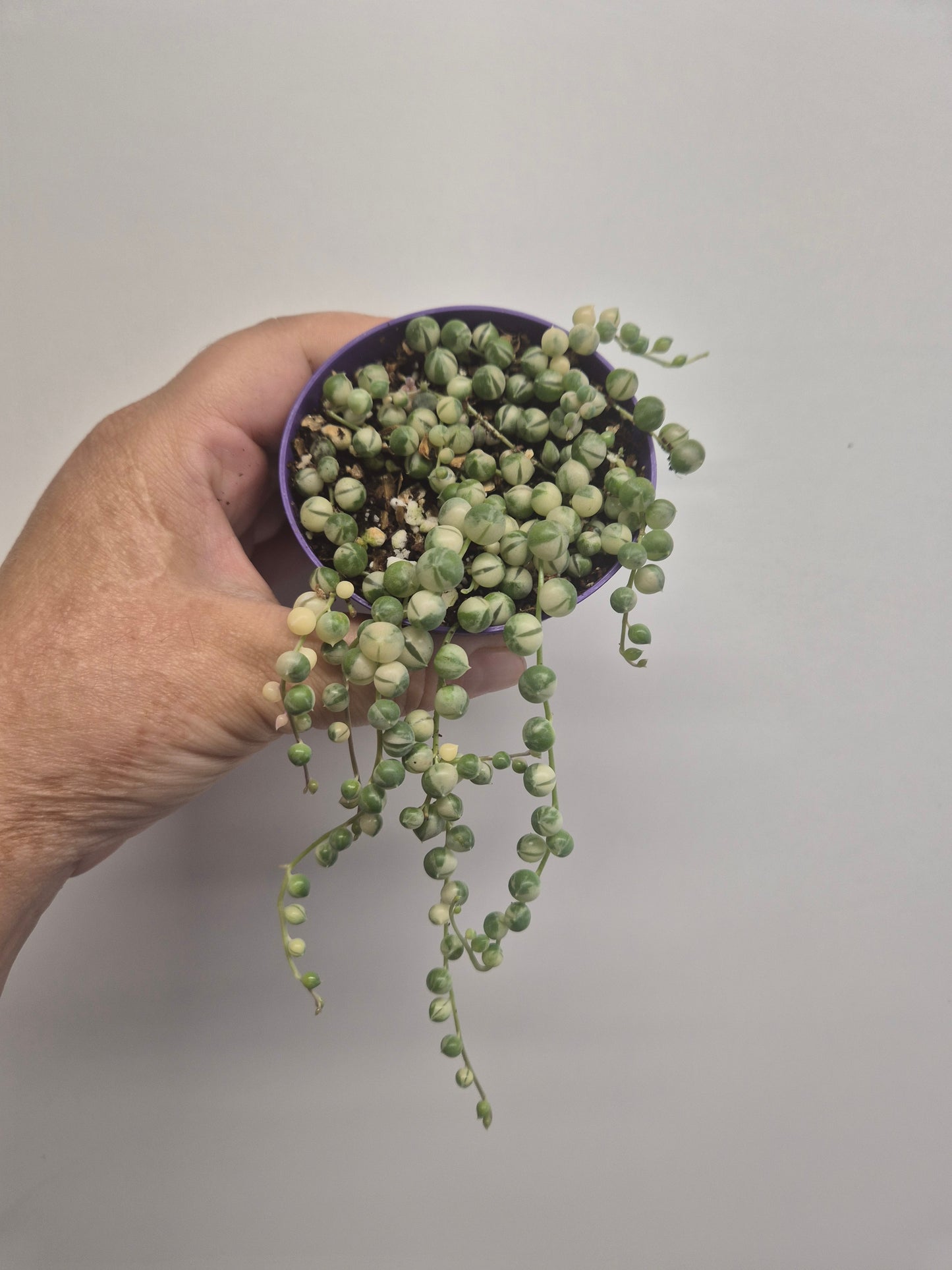 Senecio Rowleyanus Variegata Variegated String of Pearls in 8.5cm Pot