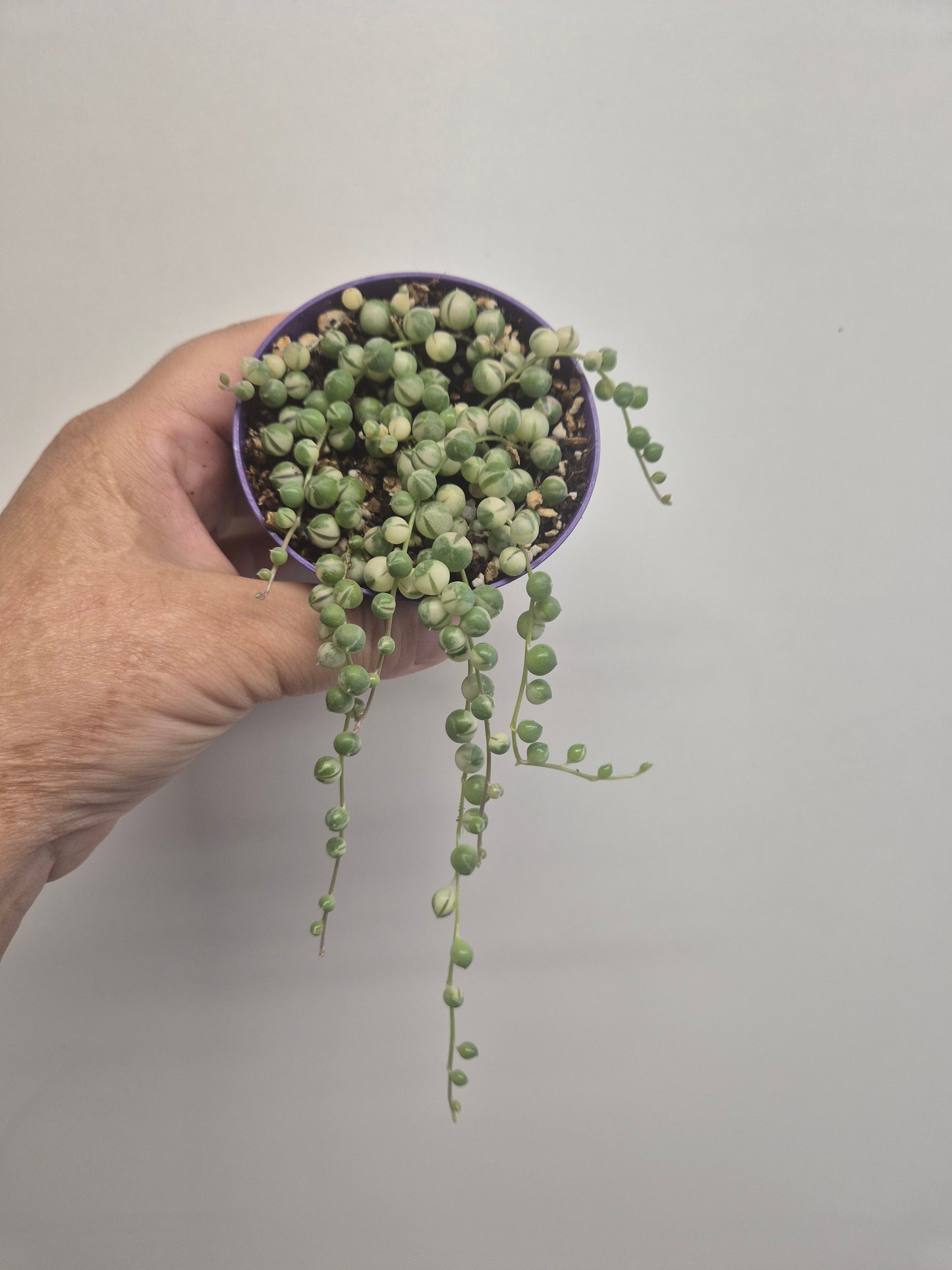 Senecio Rowleyanus Variegata Variegated String of Pearls in 8.5cm Pot