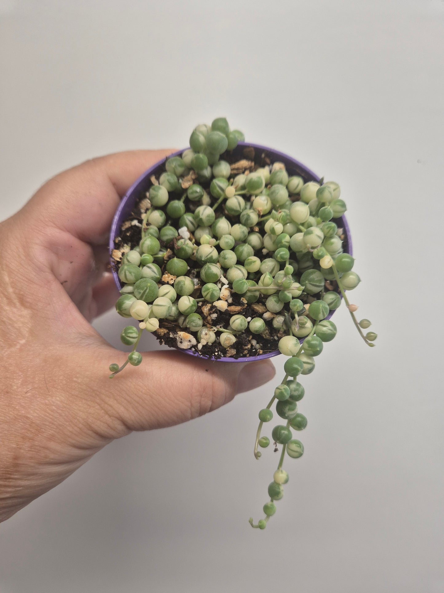 Senecio Rowleyanus Variegata Variegated String of Pearls in 8.5cm Pot