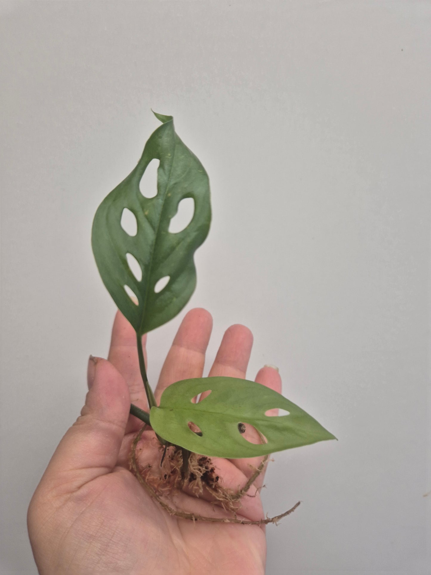 Monstera adansonii Cutting Swiss Cheese/Monkey mask plant Well Rooted cutting