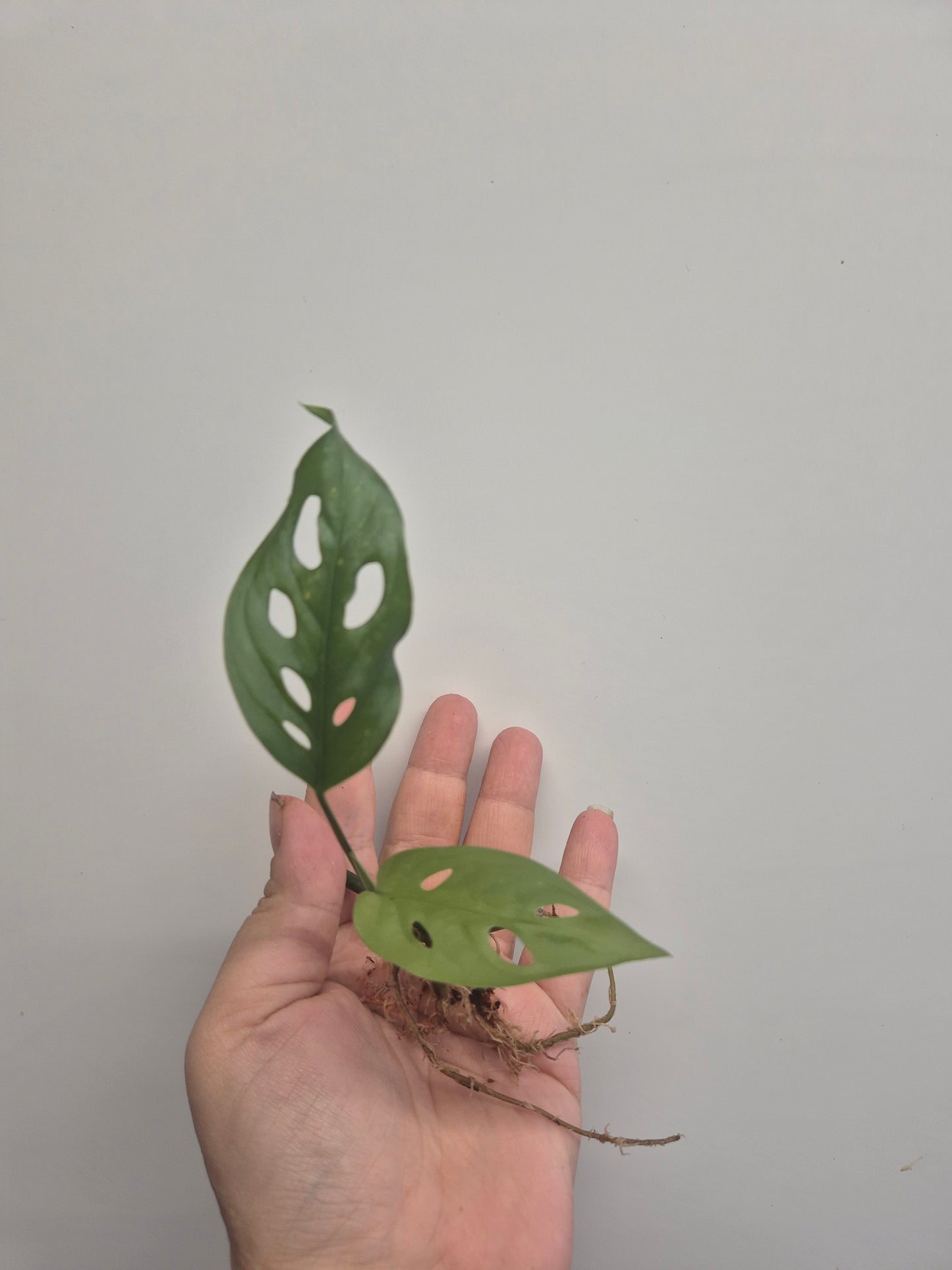 Monstera adansonii Cutting Swiss Cheese/Monkey mask plant Well Rooted cutting