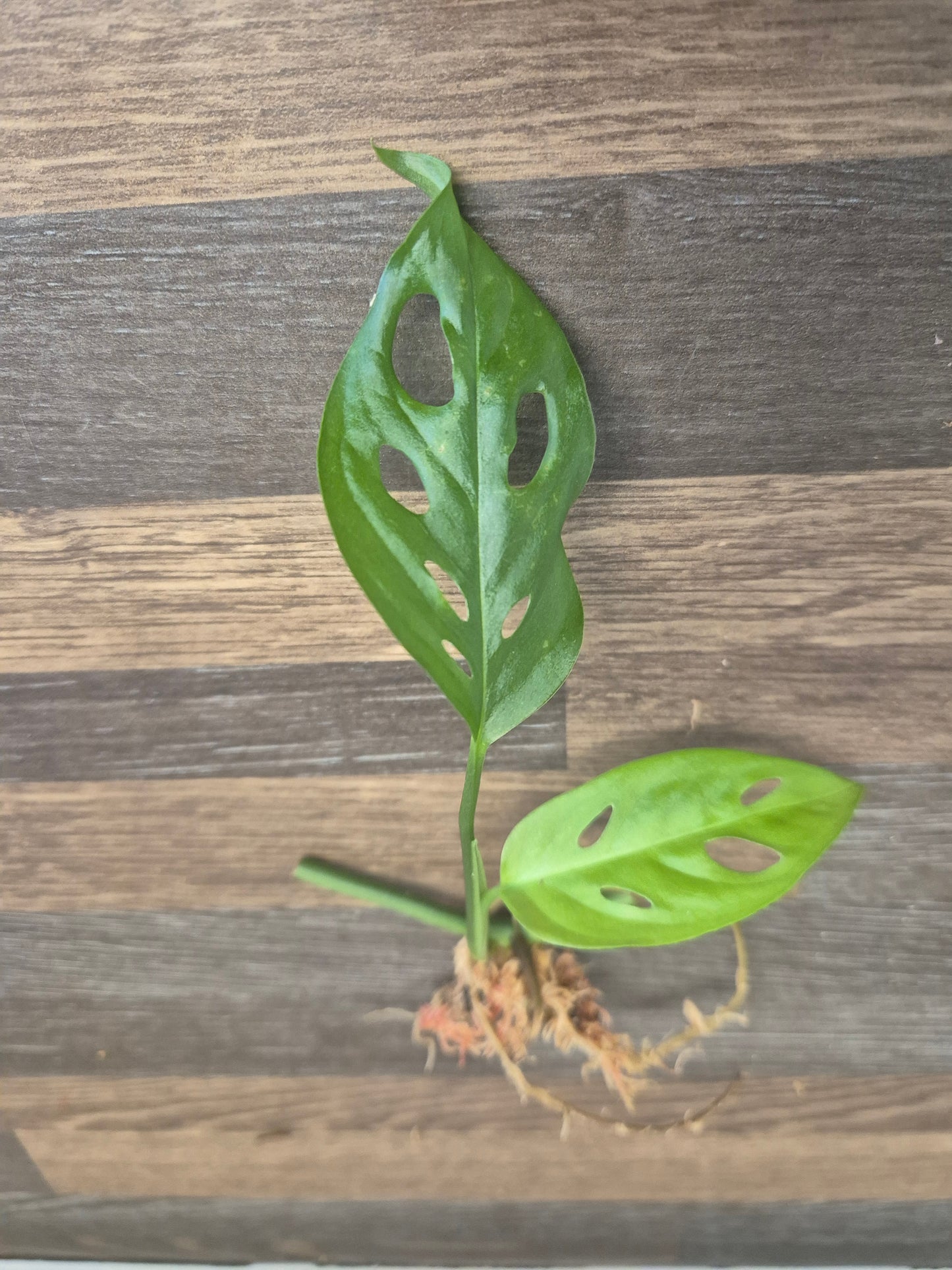 Monstera adansonii Cutting Swiss Cheese/Monkey mask plant Well Rooted cutting