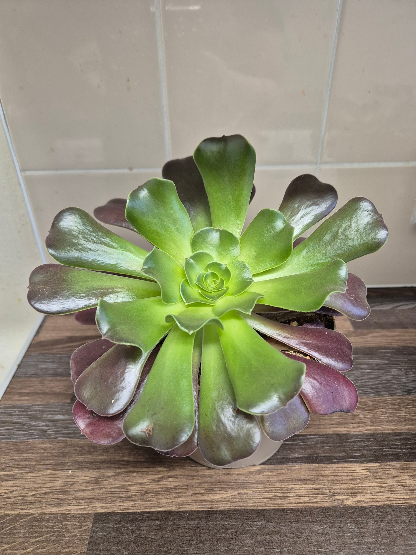 Aeonium Velour Well Rooted Plant | succulent Houseplant 12cm Pot