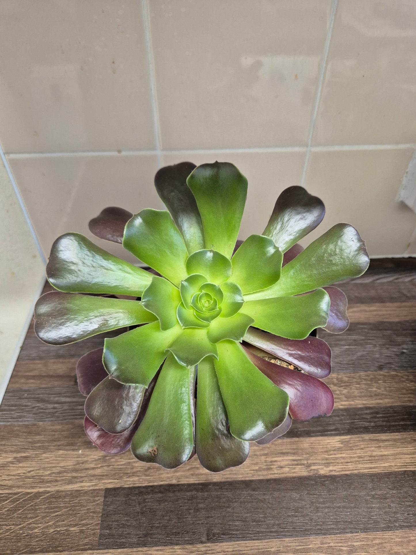 Aeonium Velour Well Rooted Plant | succulent Houseplant 12cm Pot