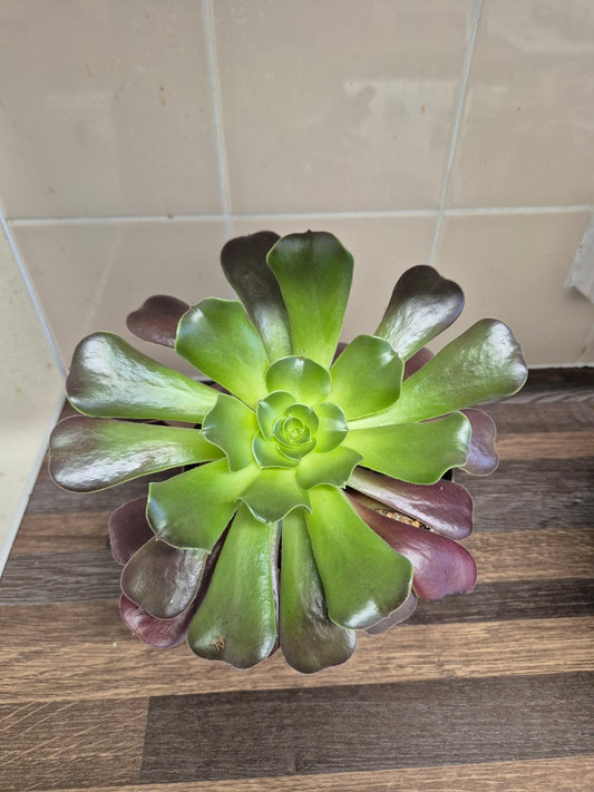 Aeonium Velour Well Rooted Plant | succulent Houseplant 12cm Pot