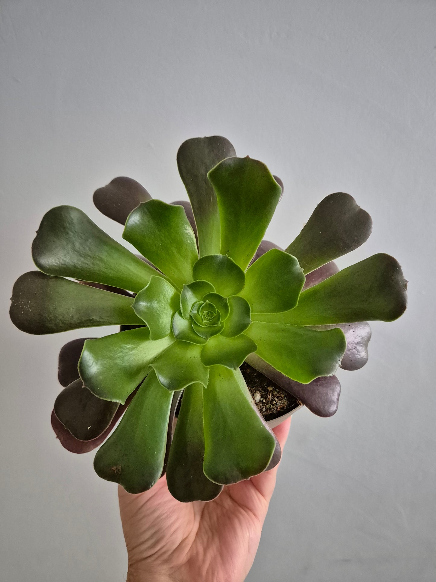 Aeonium Velour Well Rooted Plant | succulent Houseplant 12cm Pot