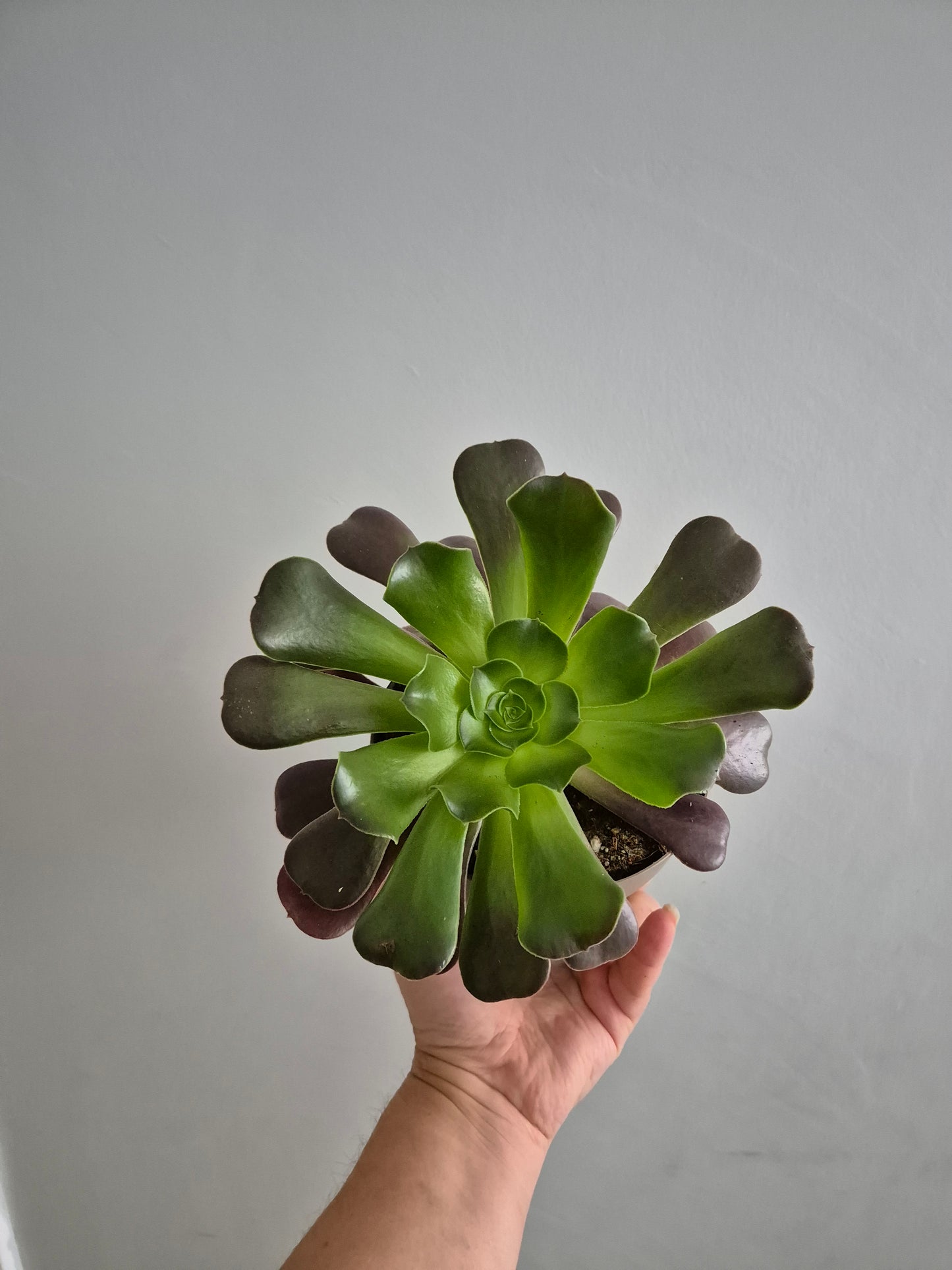 Aeonium Velour Well Rooted Plant | succulent Houseplant 12cm Pot