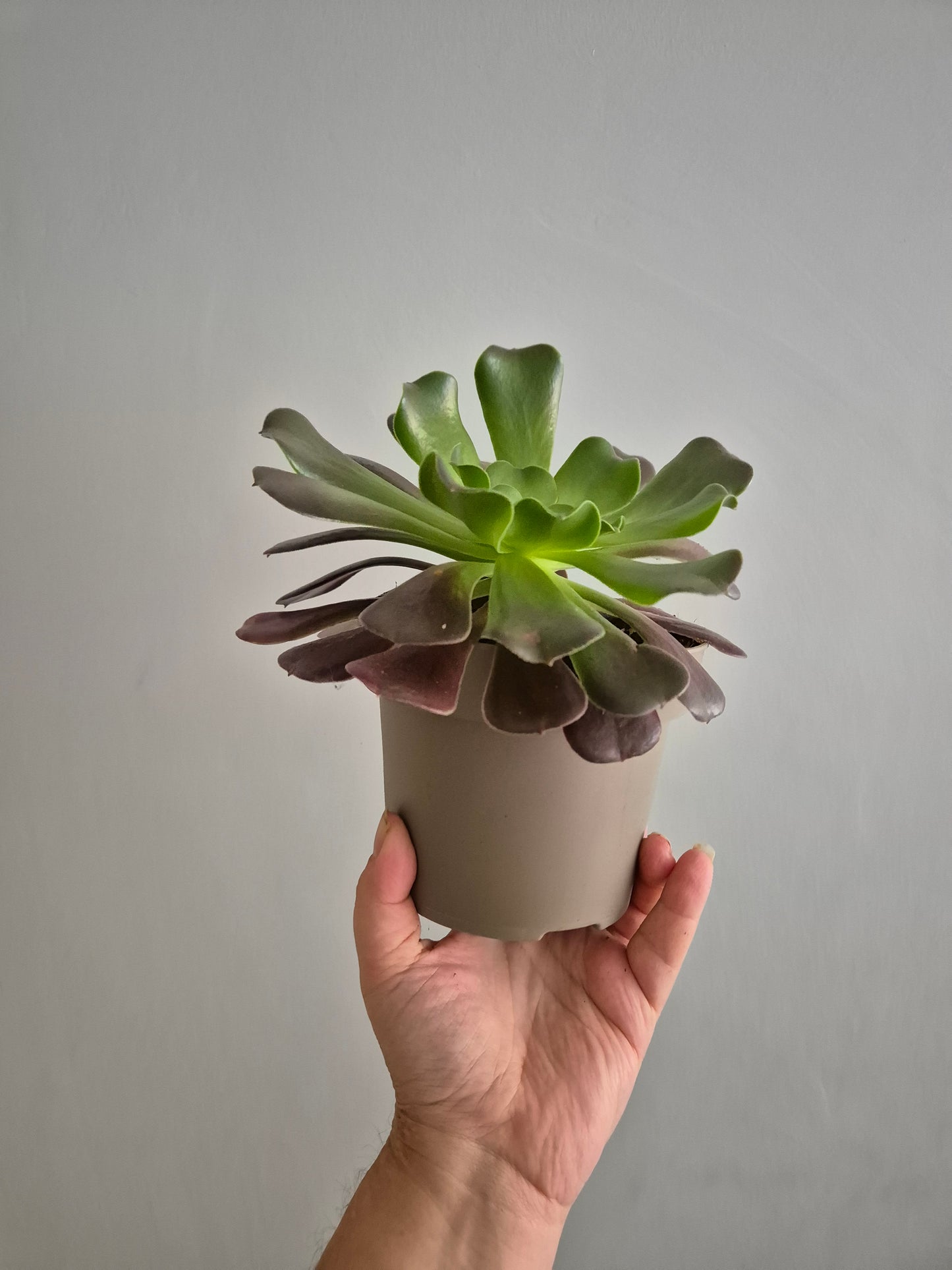 Aeonium Velour Well Rooted Plant | succulent Houseplant 12cm Pot