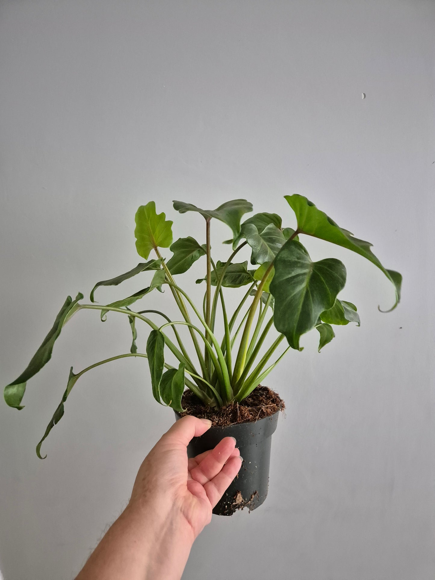 Philodendron Xanadu | 14cm Pot | Rare Houseplant | Indoor Air purifying