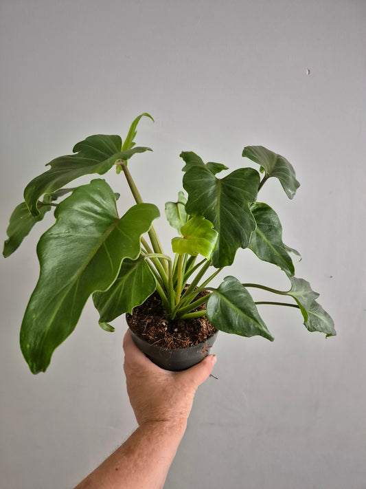 Philodendron Xanadu | 14cm Pot | Rare Houseplant | Indoor Air purifying