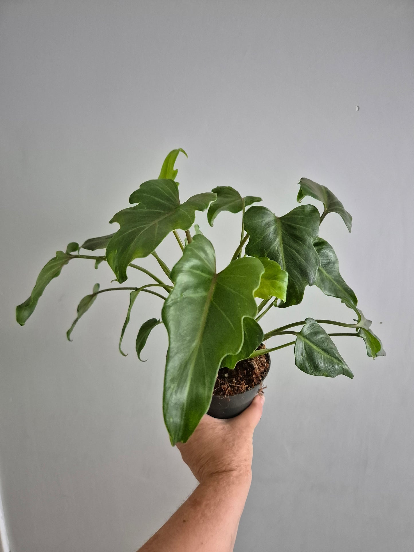 Philodendron Xanadu | 14cm Pot | Rare Houseplant | Indoor Air purifying