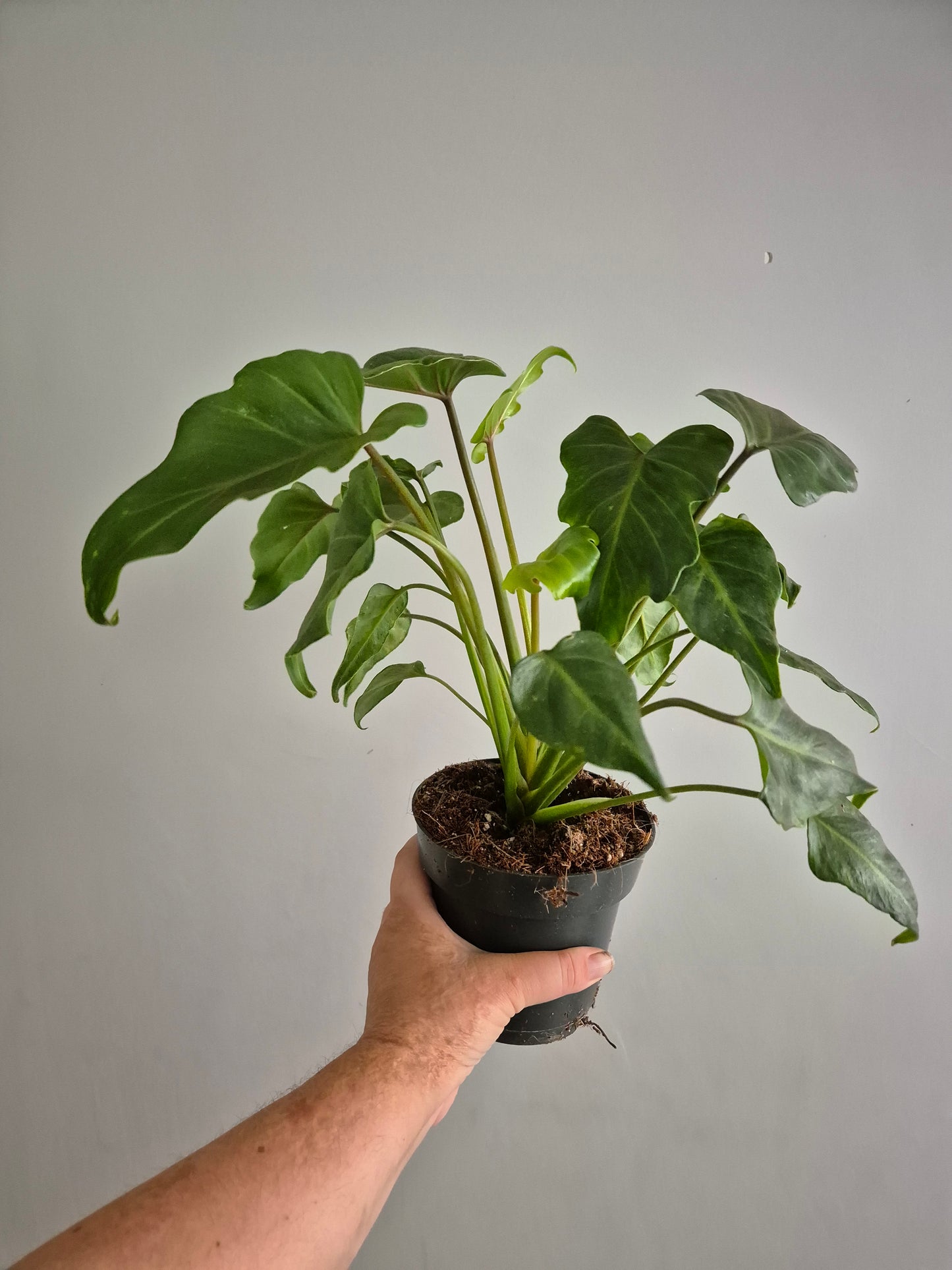 Philodendron Xanadu | 14cm Pot | Rare Houseplant | Indoor Air purifying