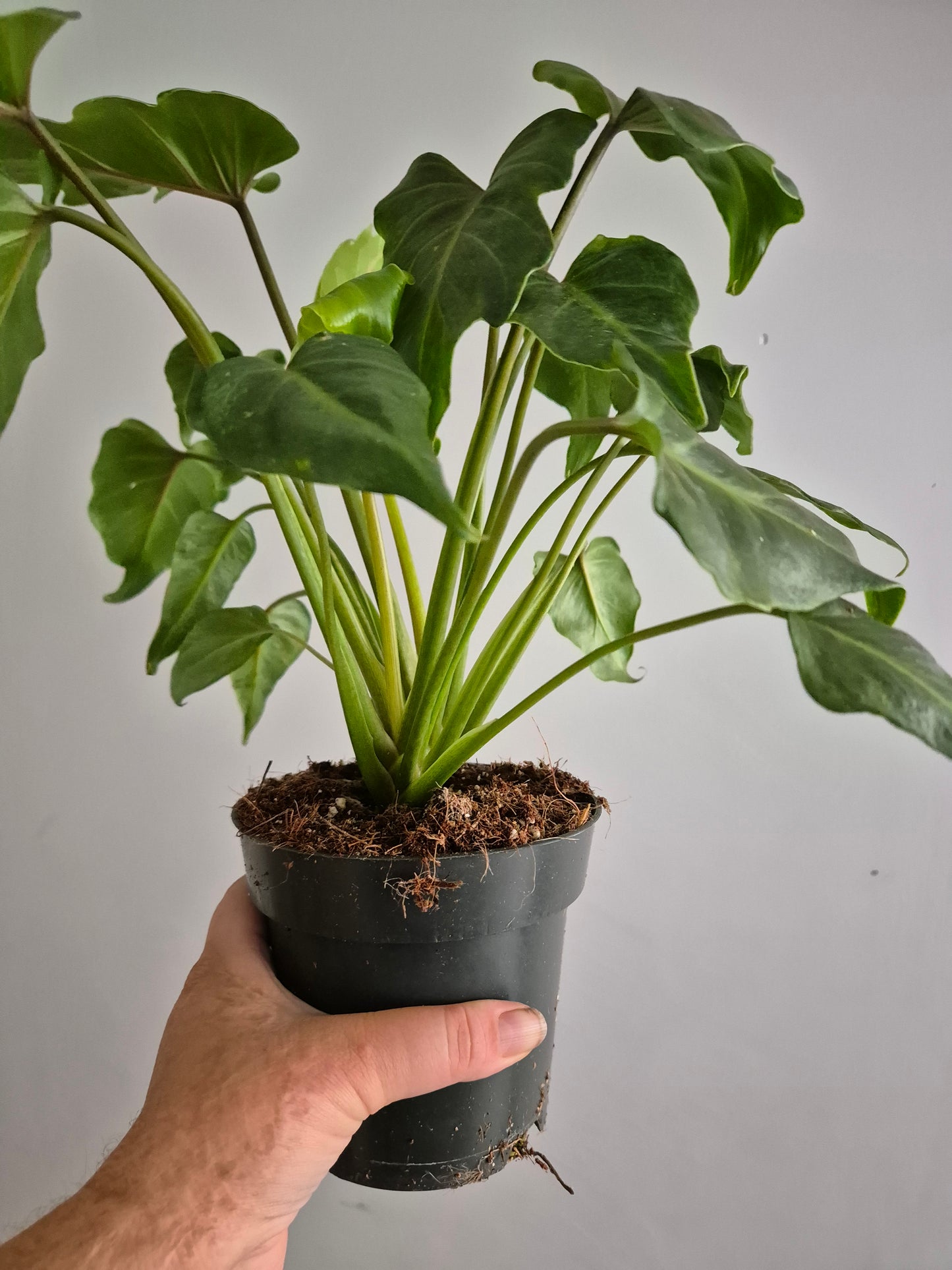 Philodendron Xanadu | 14cm Pot | Rare Houseplant | Indoor Air purifying