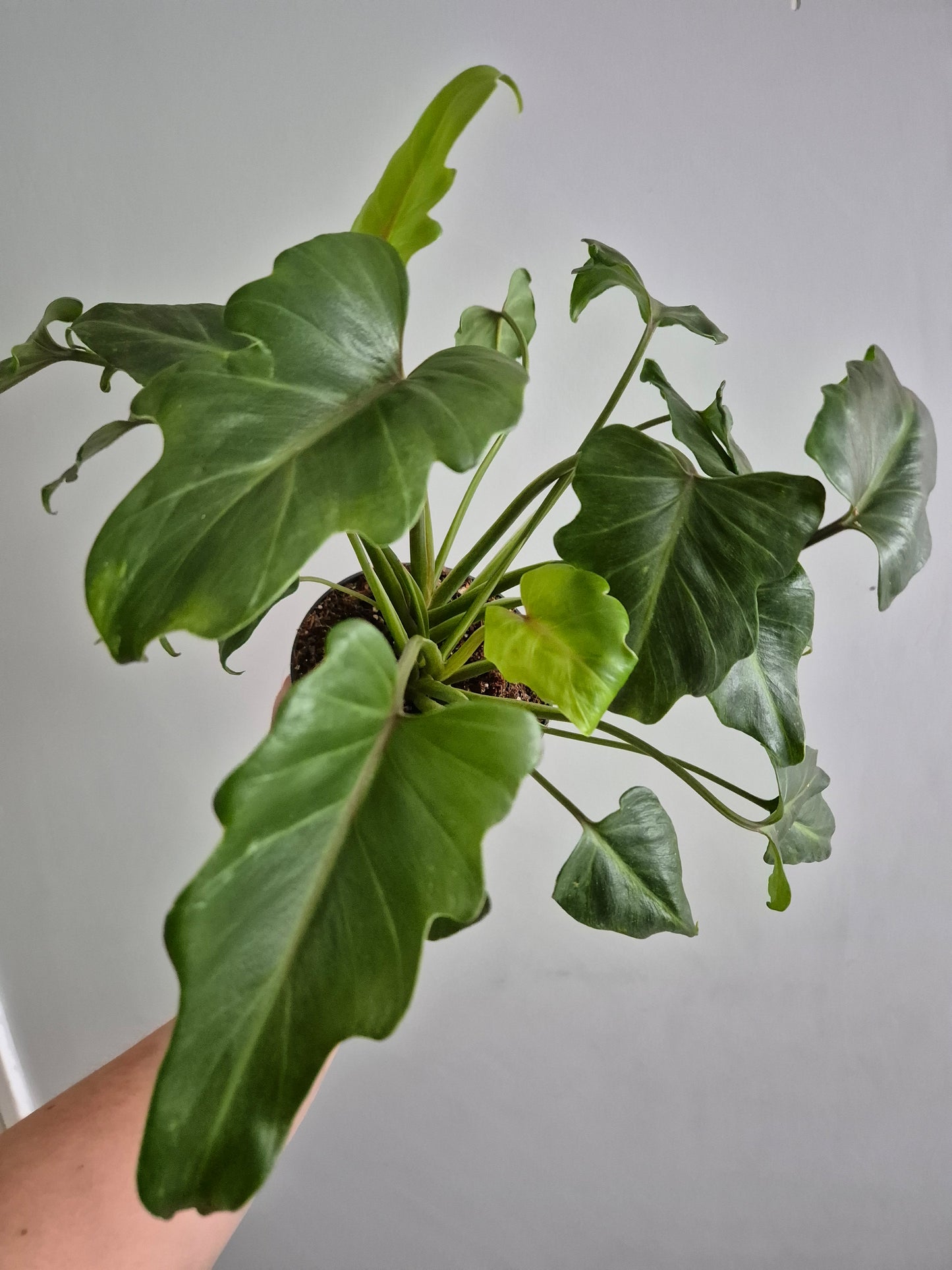 Philodendron Xanadu | 14cm Pot | Rare Houseplant | Indoor Air purifying