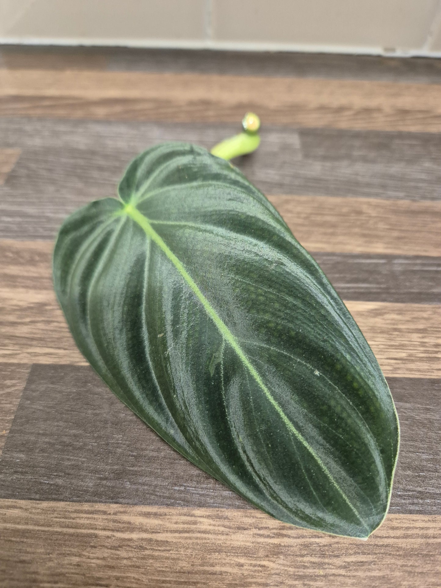 Philodendron Melanochrysum Unrooted Cutting | Rare And Unusual Plant