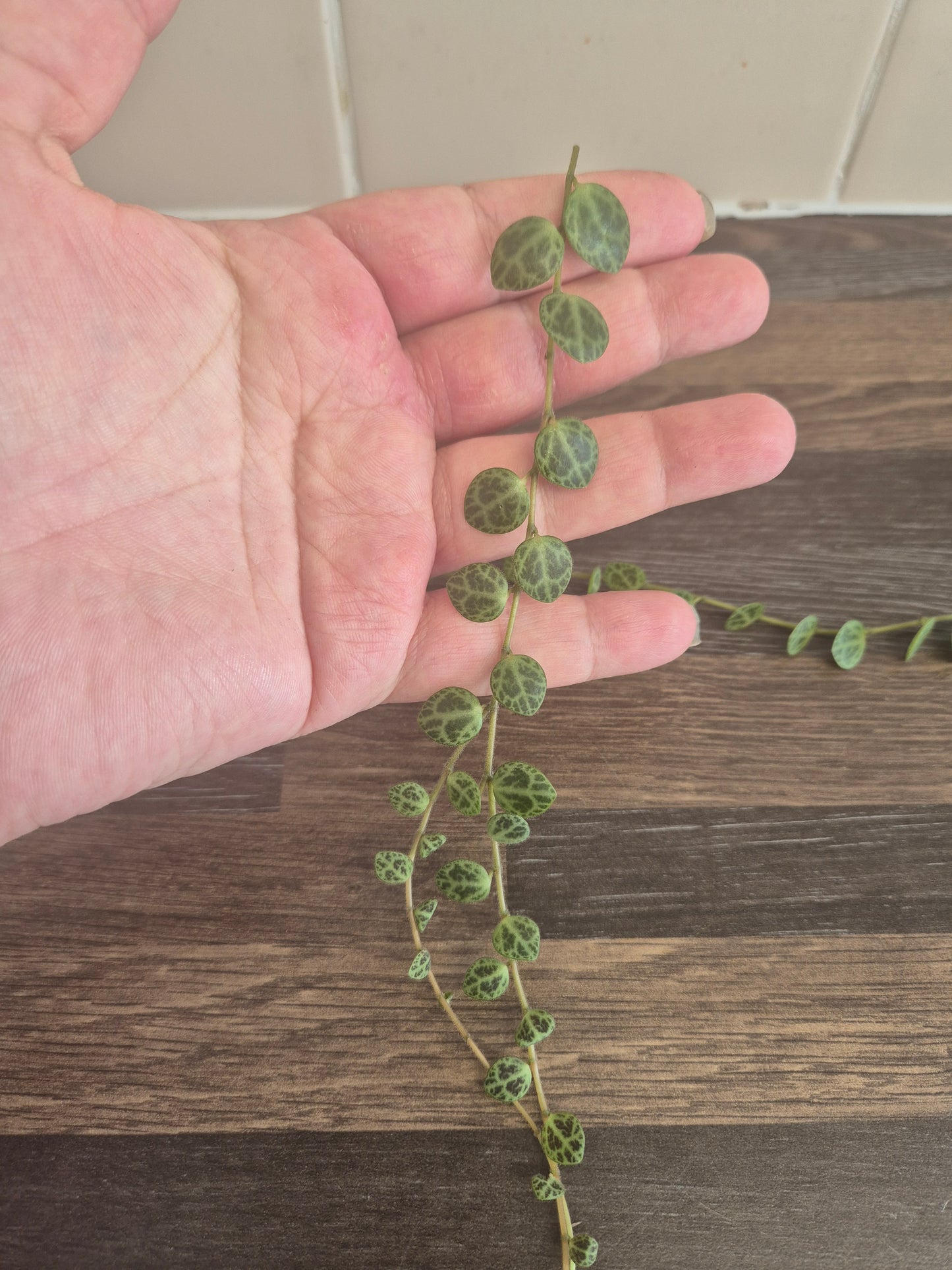 Peperomia Prostrata | 2x 20cm Unrooted Cuttings | String Of Turtles Plant