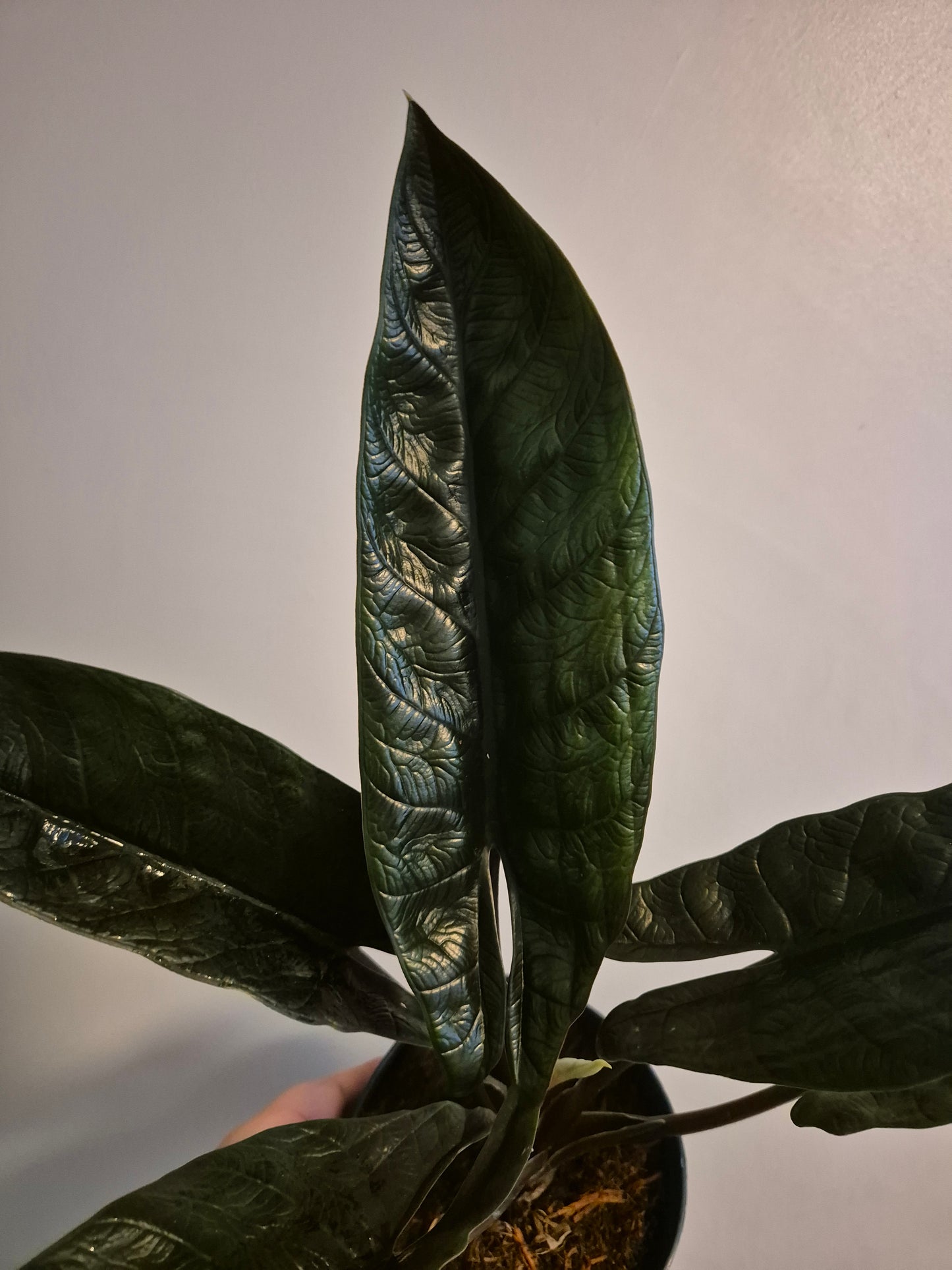 Alocasia Scalprum | 14cm Pot | Rare House Plant Perfect Gift Houseplant