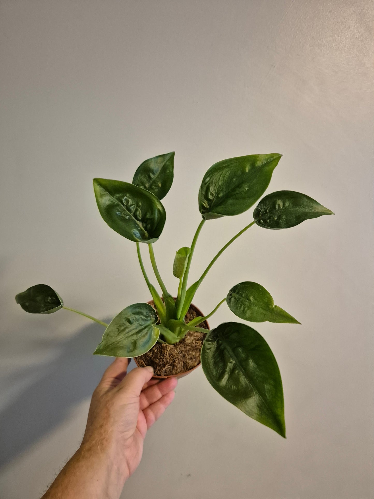 Alocasia Tiny Dancer | Rare House Plant |  12cm pot