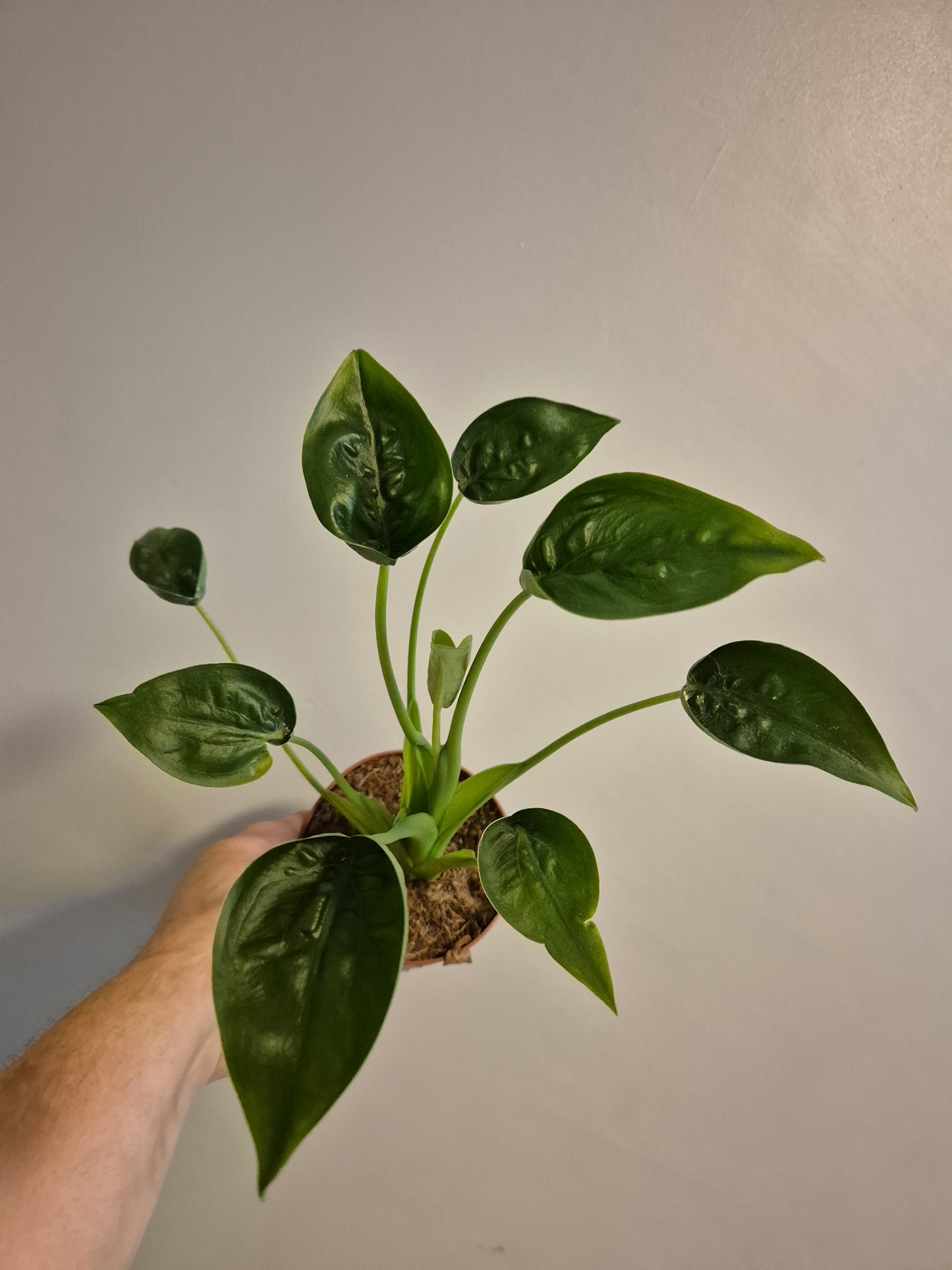 Alocasia Tiny Dancer | Rare House Plant |  12cm pot