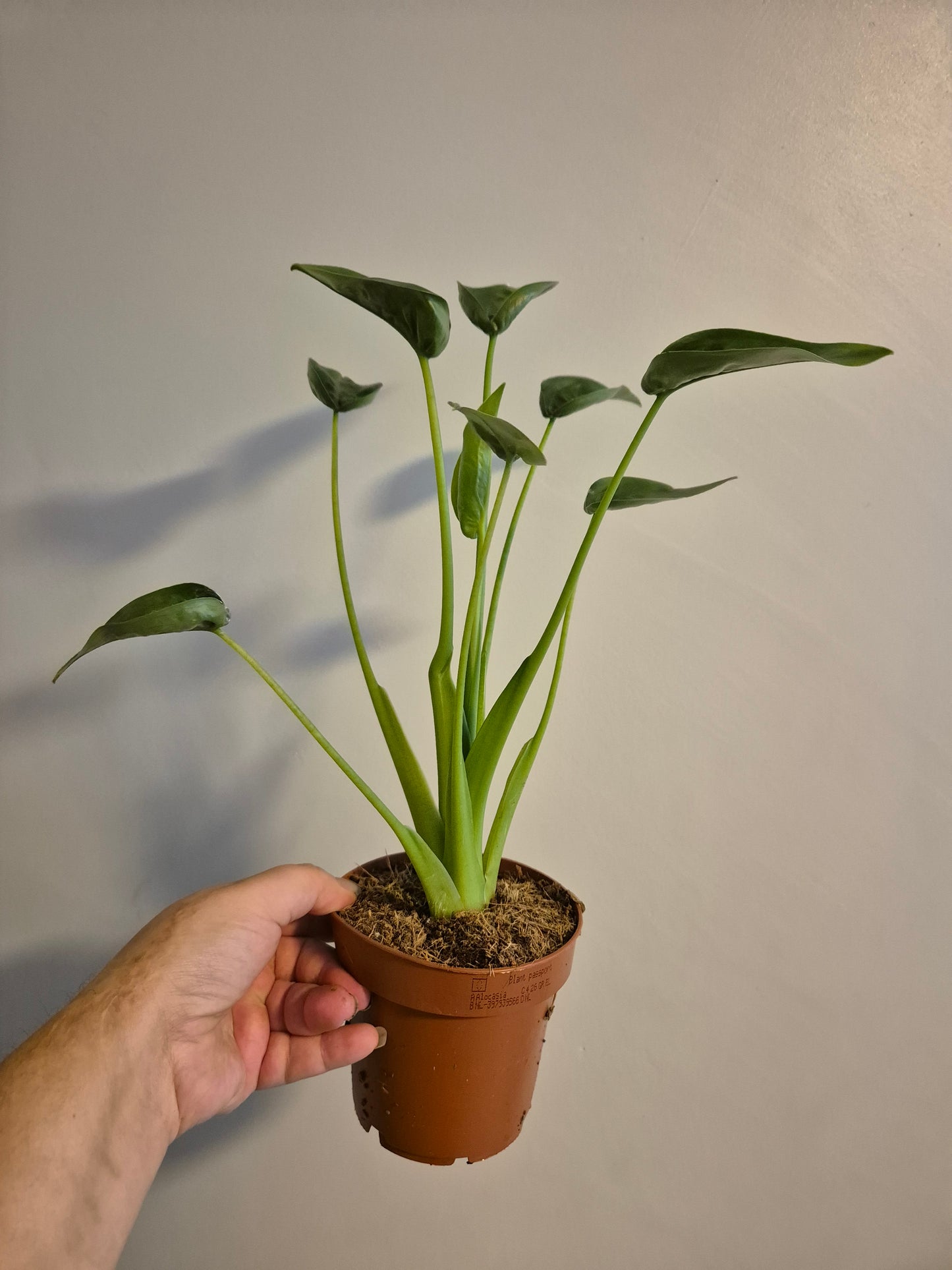 Alocasia Tiny Dancer | Rare House Plant |  12cm pot