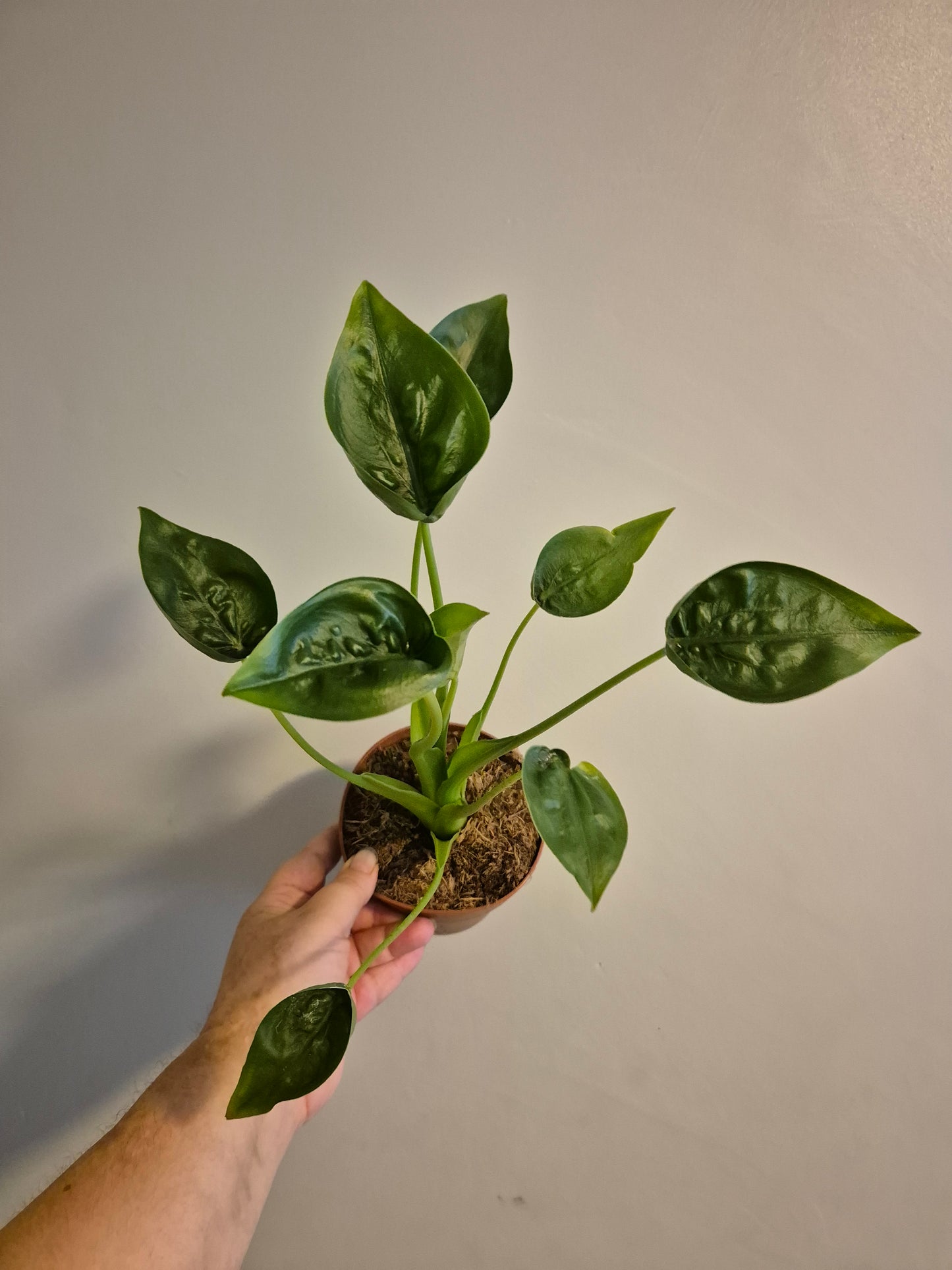 Alocasia Tiny Dancer | Rare House Plant |  12cm pot