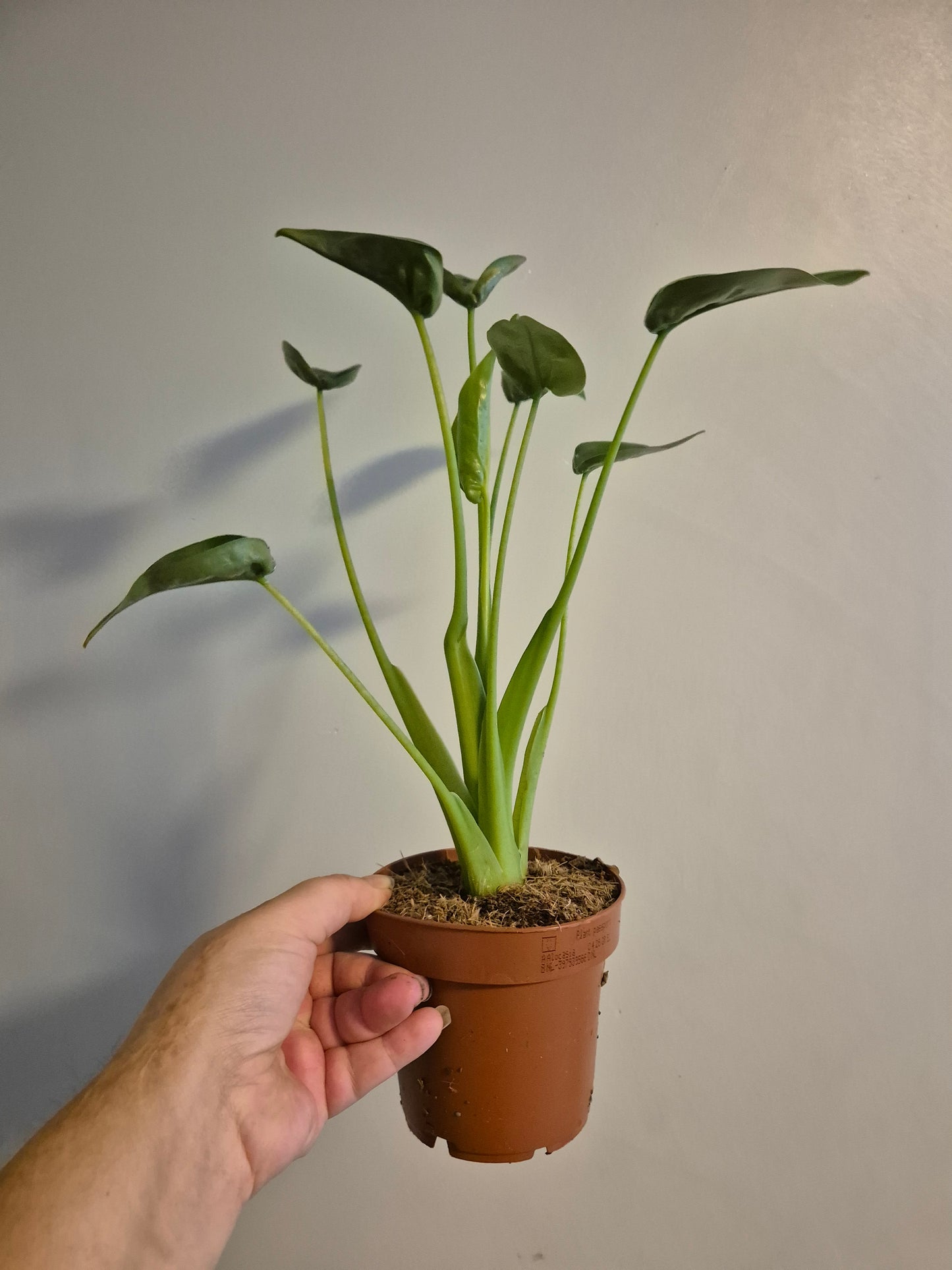 Alocasia Tiny Dancer | Rare House Plant |  12cm pot