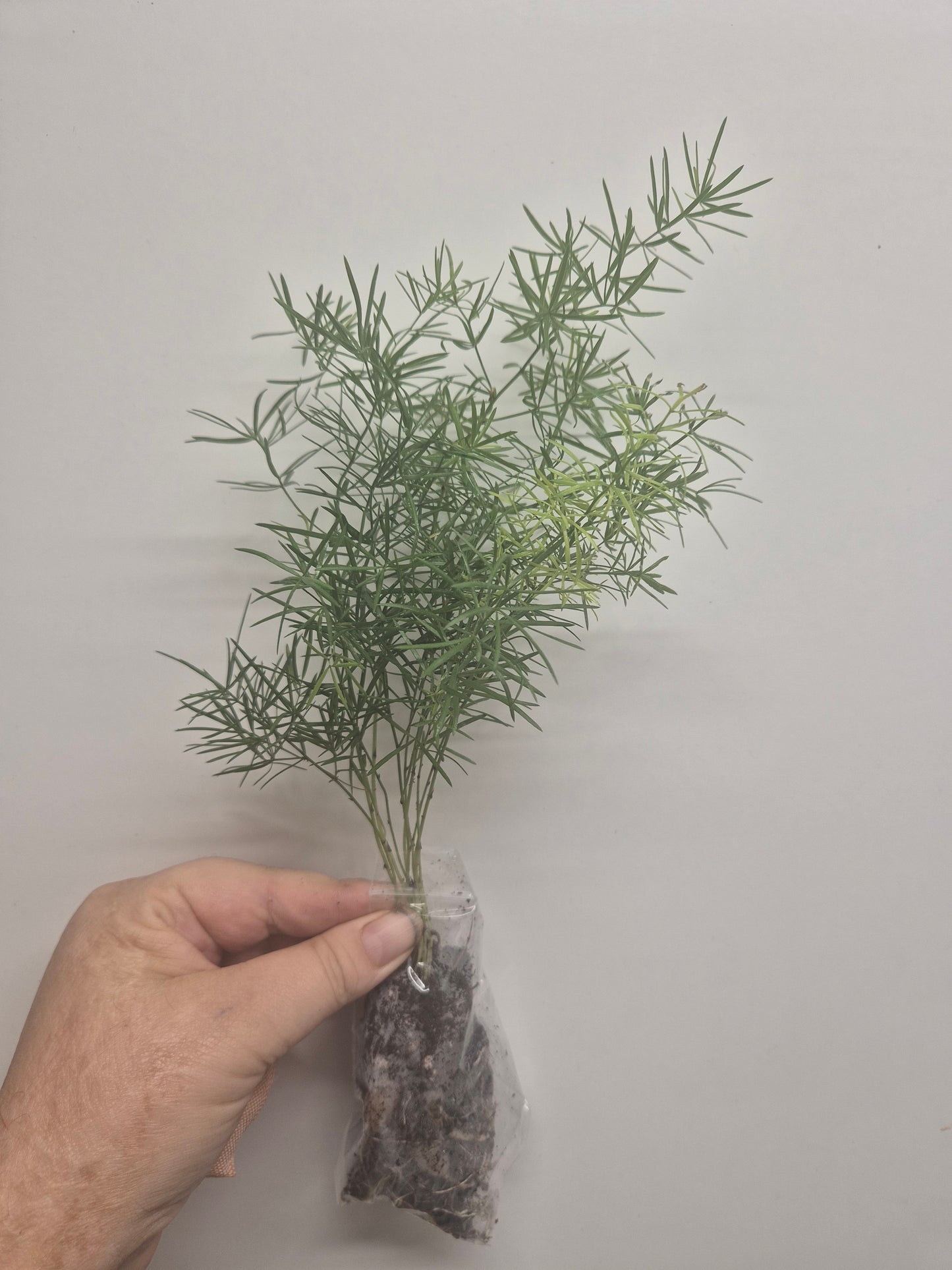 Asparagus Sprengeri Fern Rooted Trailing houseplant | Sent Bare Rooted