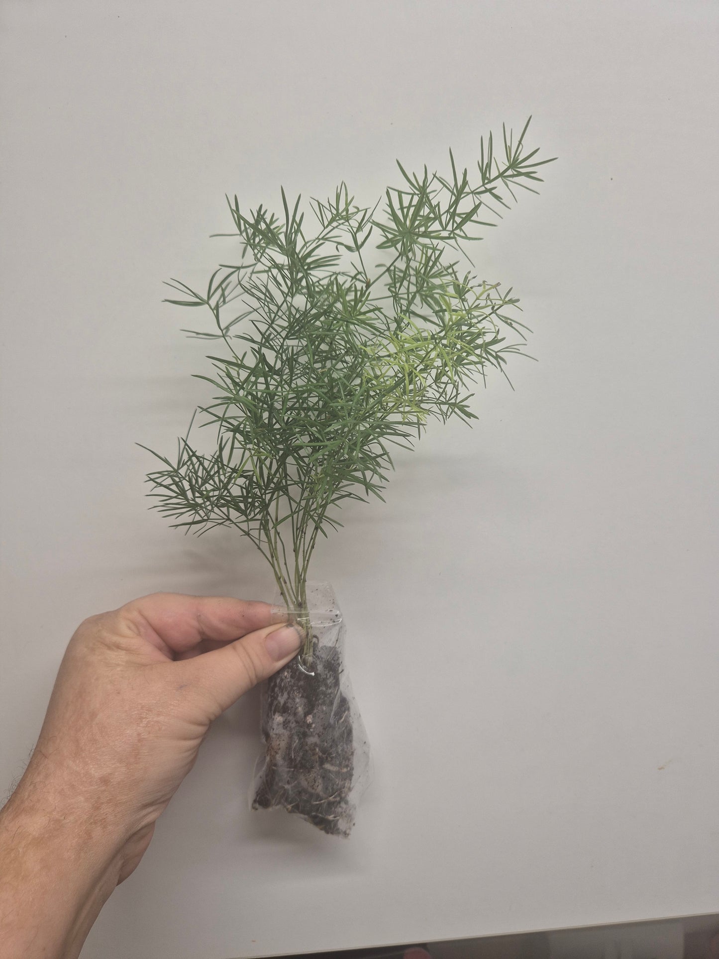 Asparagus Sprengeri Fern Rooted Trailing houseplant | Sent Bare Rooted