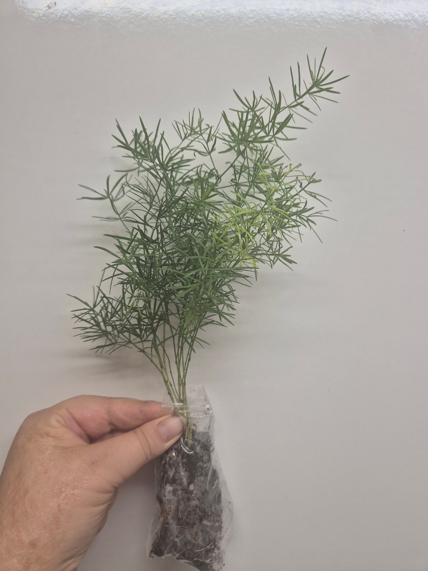 Asparagus Sprengeri Fern Rooted Trailing houseplant | Sent Bare Rooted