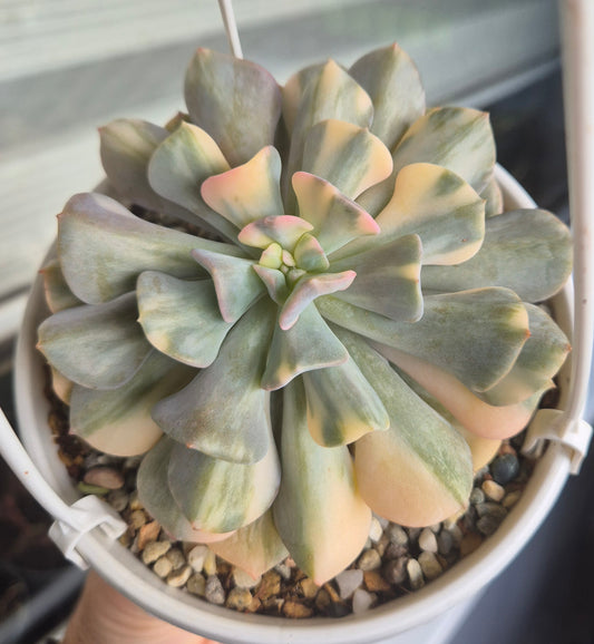 Echeveria Cubic Frost Variegated Leaf Beautiful Collectors Succulent Propagation