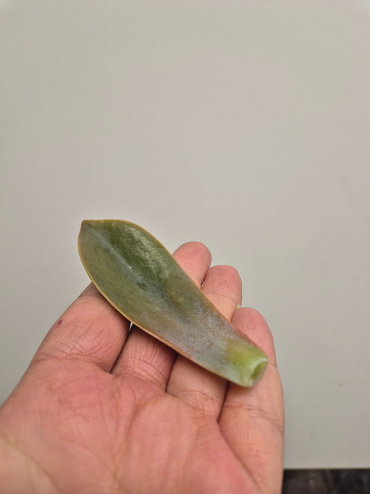 Graptoveria Fred Ives | Unrooted Leaf For Propagation | Rare Succulent