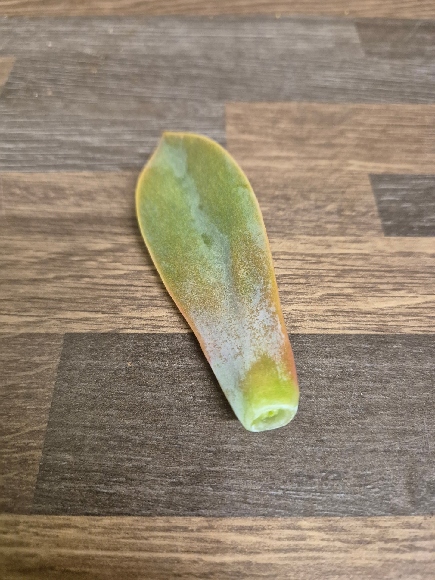 Graptoveria Fred Ives | Unrooted Leaf For Propagation | Rare Succulent