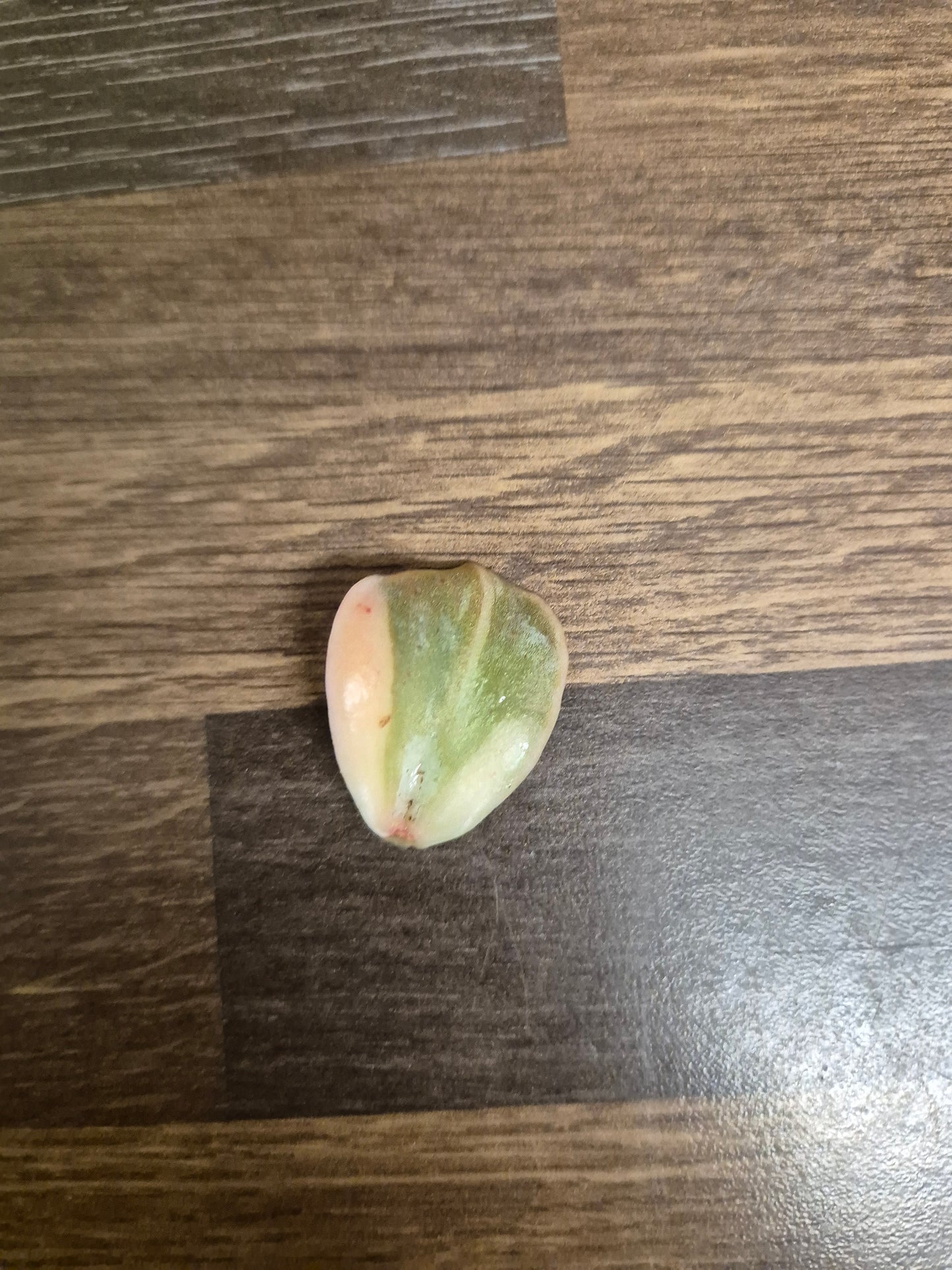 Graptoveria lovely rose Variegated Leaf Beautiful Collectors Succulent Propagation