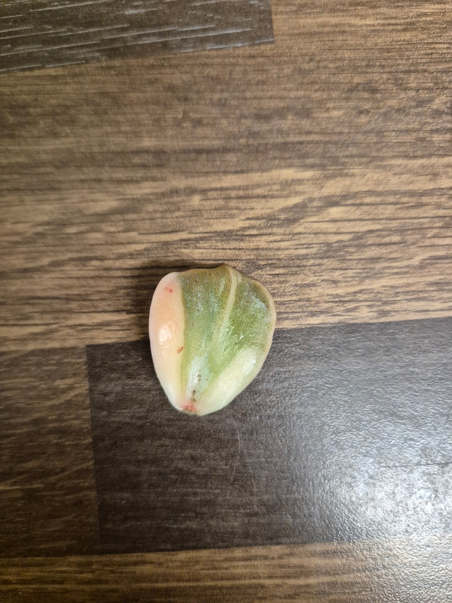 Graptoveria lovely rose Variegated Leaf Beautiful Collectors Succulent Propagation