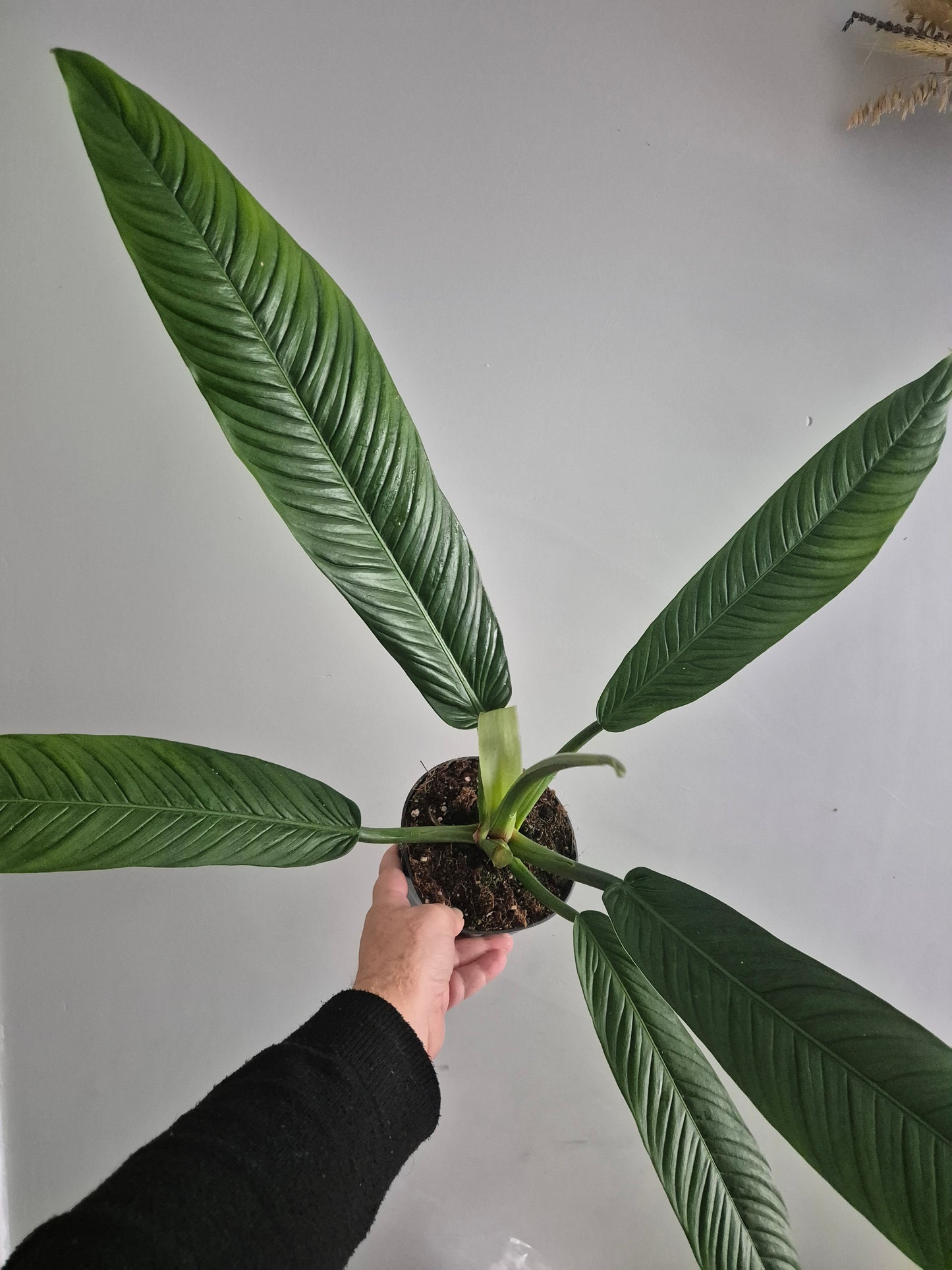 Philodendron Campii Lynette | 14cm pot | Rare And Large Unusual Plant