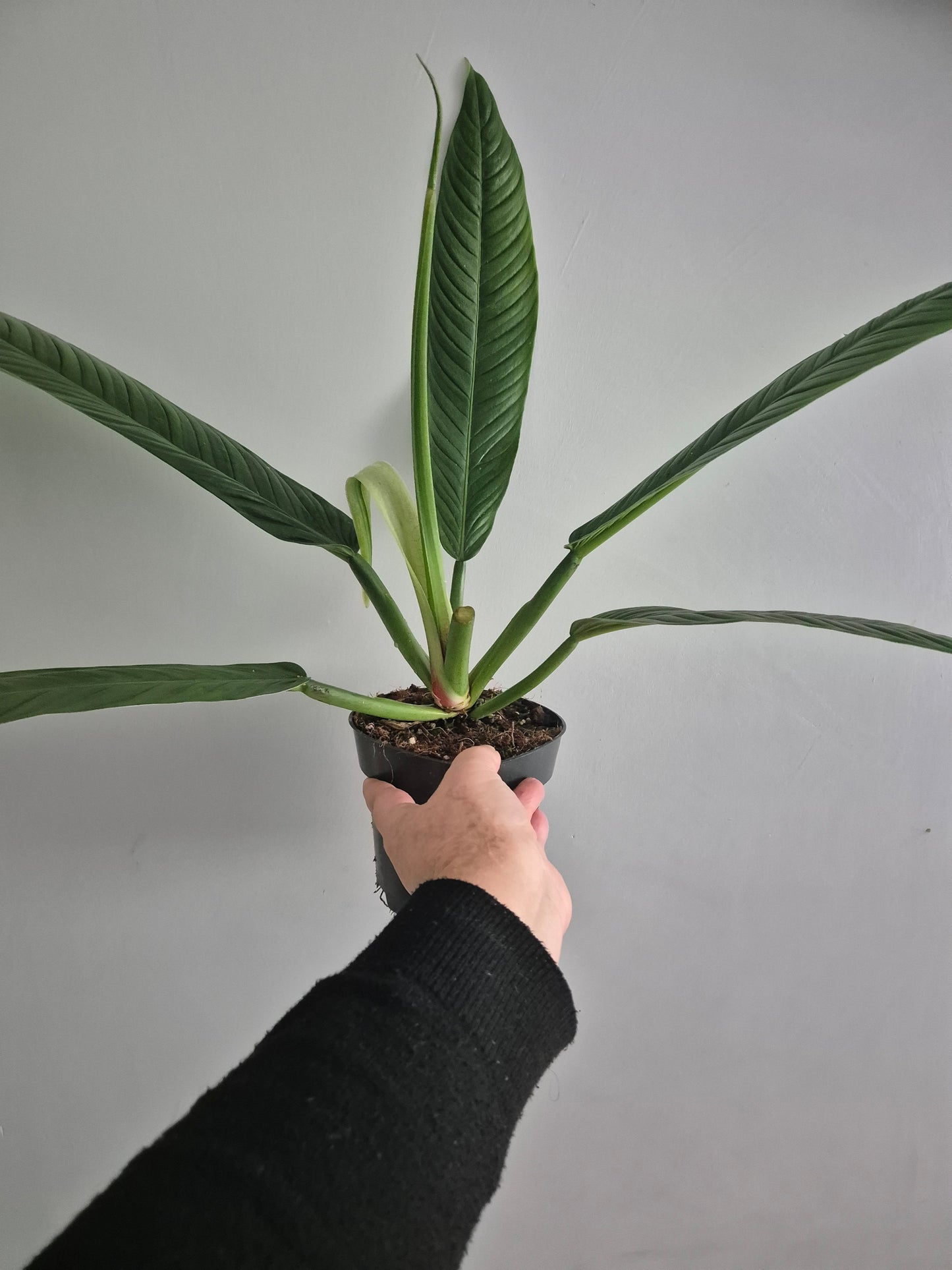 Philodendron Campii Lynette | 14cm pot | Rare And Large Unusual Plant