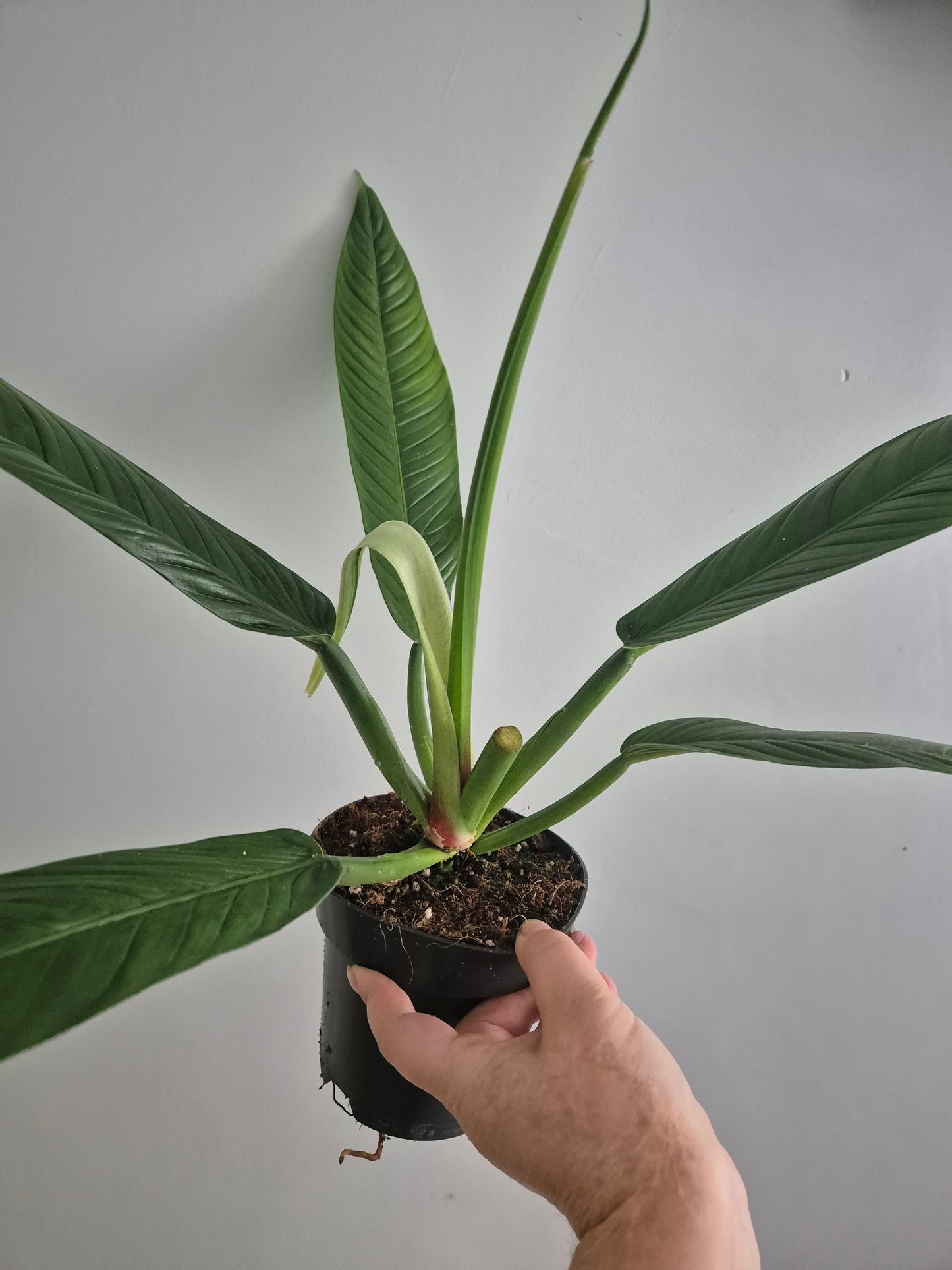 Philodendron Campii Lynette | 14cm pot | Rare And Large Unusual Plant