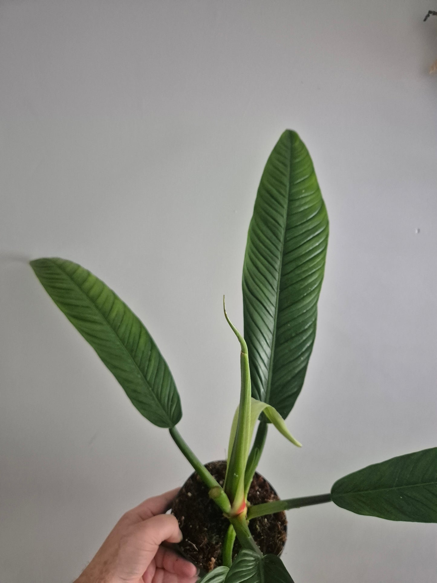 Philodendron Campii Lynette | 14cm pot | Rare And Large Unusual Plant