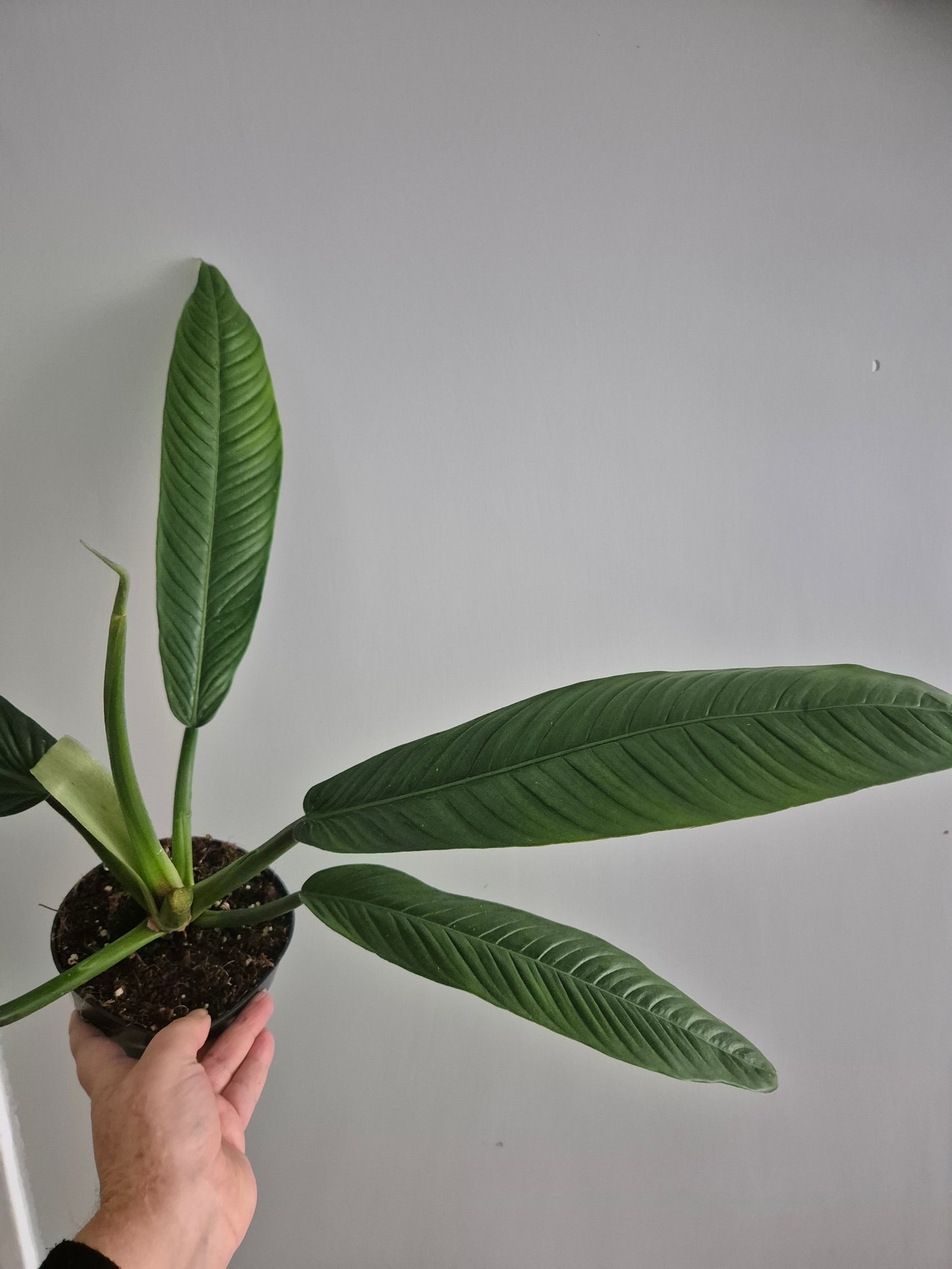 Philodendron Campii Lynette | 14cm pot | Rare And Large Unusual Plant