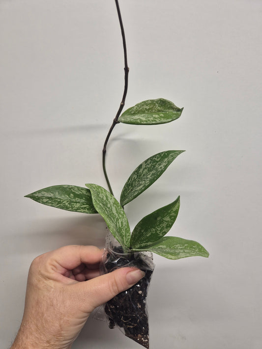 Hoya pubicalyx silver splash | Well Rooted Plant large Size | Rare Plant