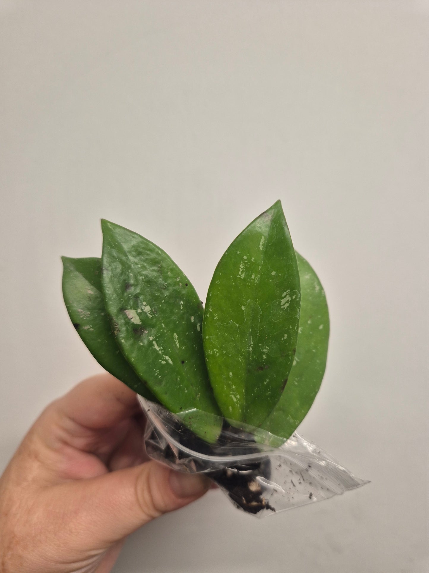 Hoya pubicalyx silver splash | Well Rooted Plant Small Size | Rare Plant