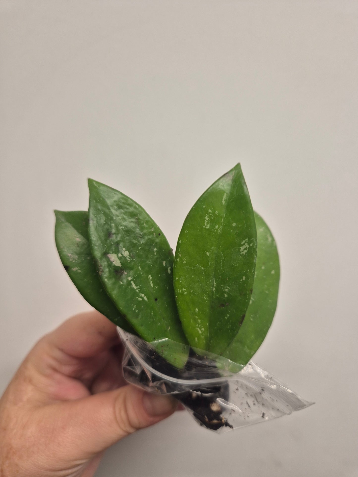 Hoya pubicalyx silver splash | Well Rooted Plant Small Size | Rare Plant