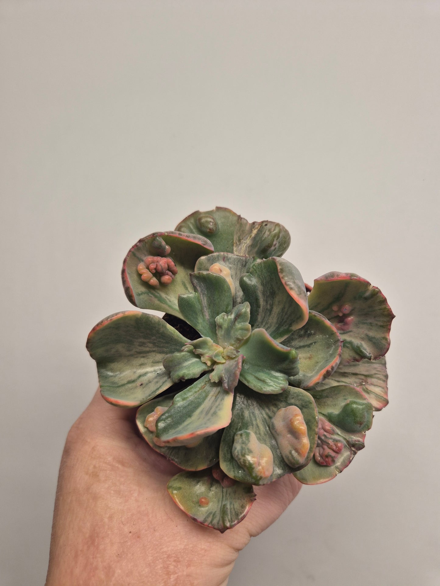 Echeveria Beyonce Variegated | Exact Plant In Photo | Rare Korean Succulent