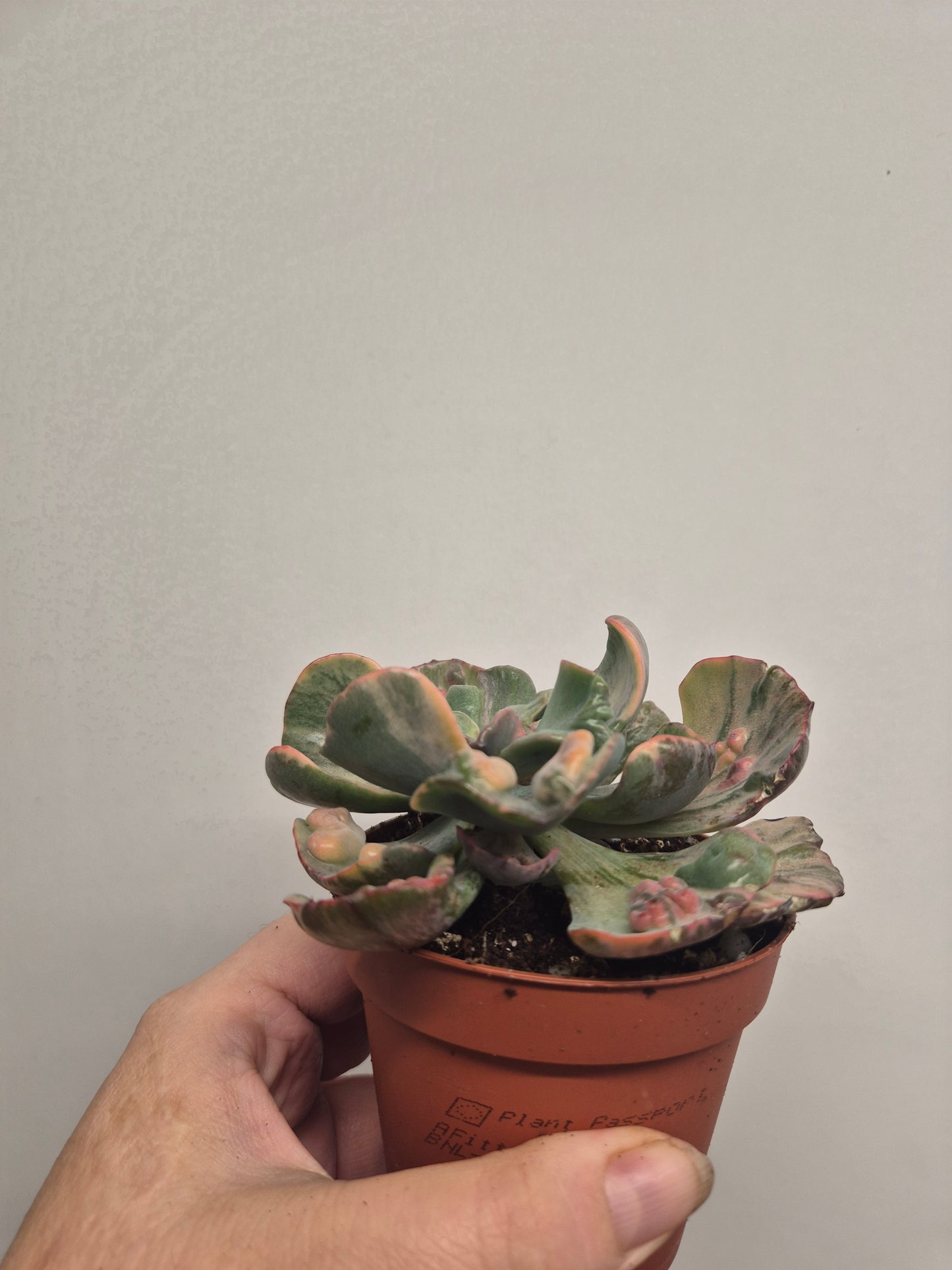 Echeveria Beyonce Variegated | Exact Plant In Photo | Rare Korean Succulent