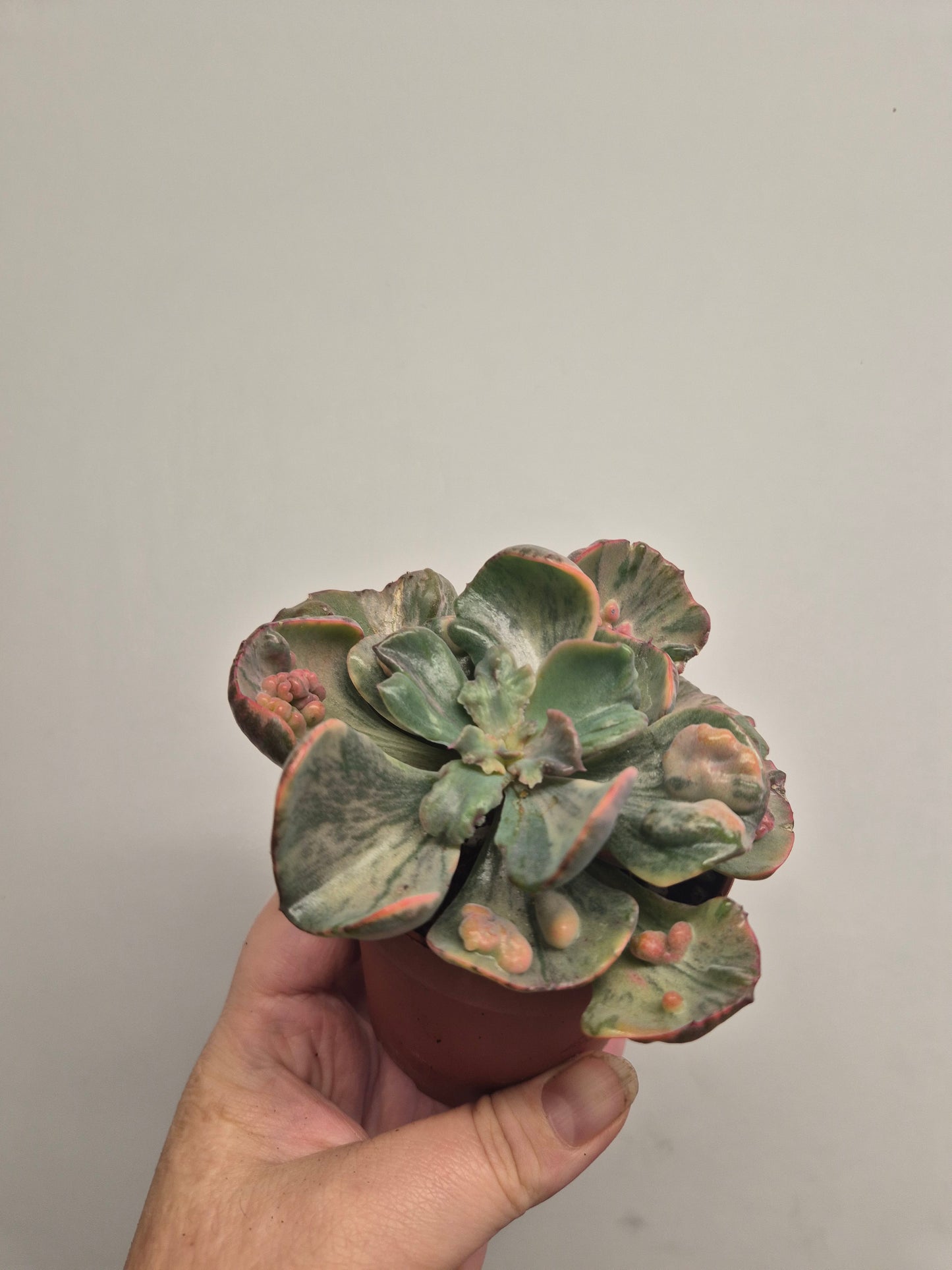 Echeveria Beyonce Variegated | Exact Plant In Photo | Rare Korean Succulent