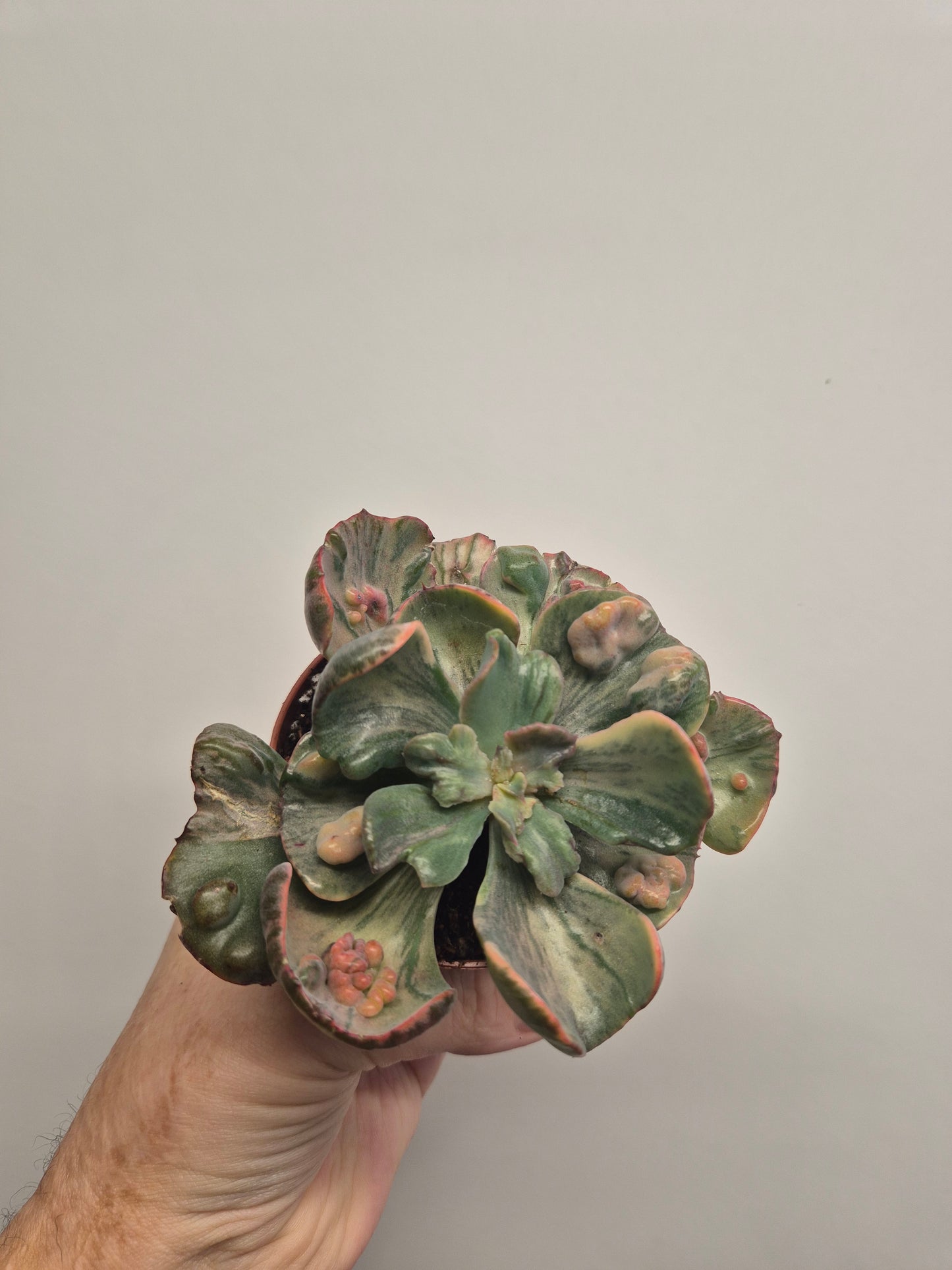 Echeveria Beyonce Variegated | Exact Plant In Photo | Rare Korean Succulent